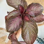 Episcia cupreata 'Purple rain' 4"
