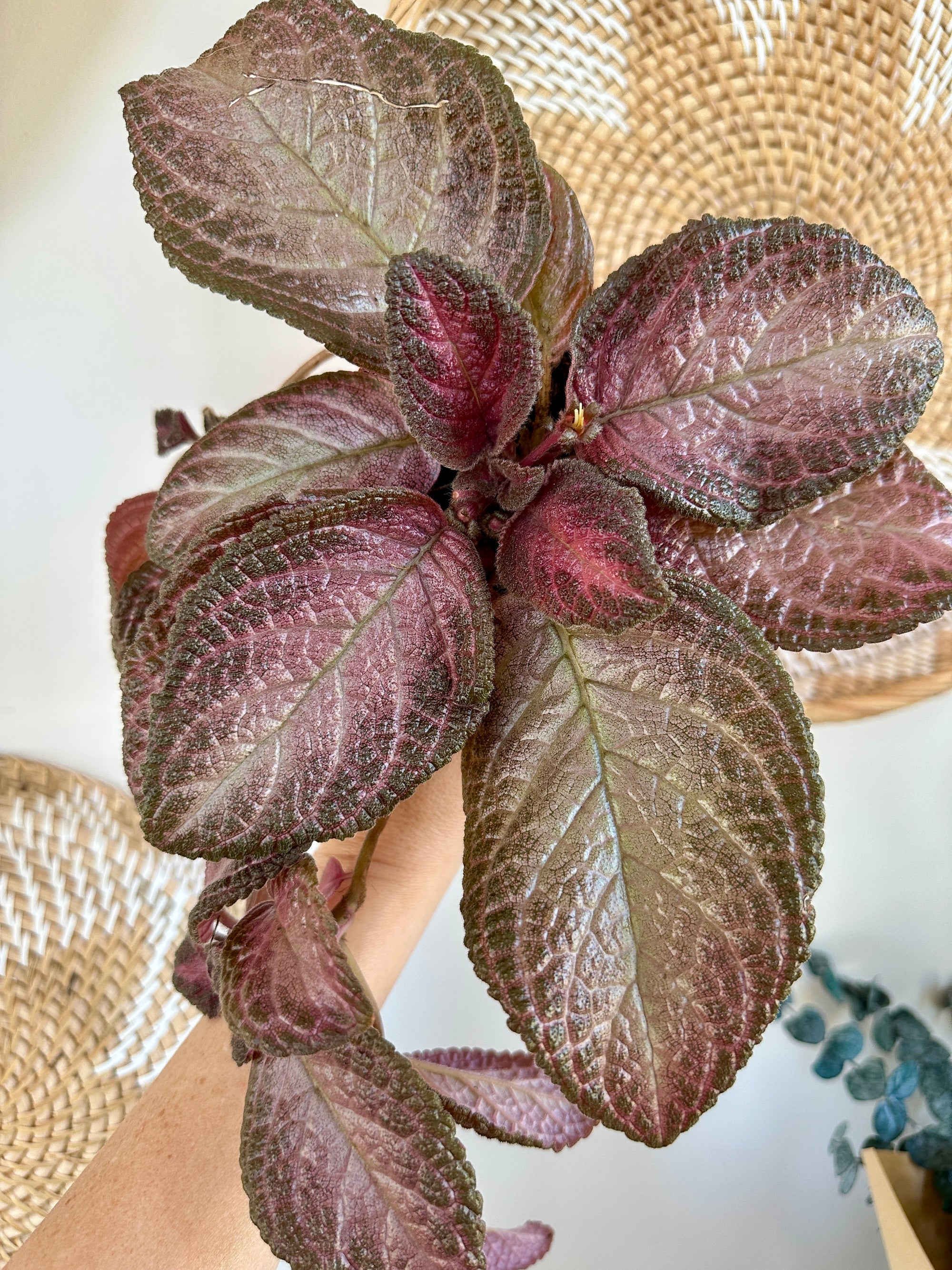Episcia cupreata 'Purple rain' 4"