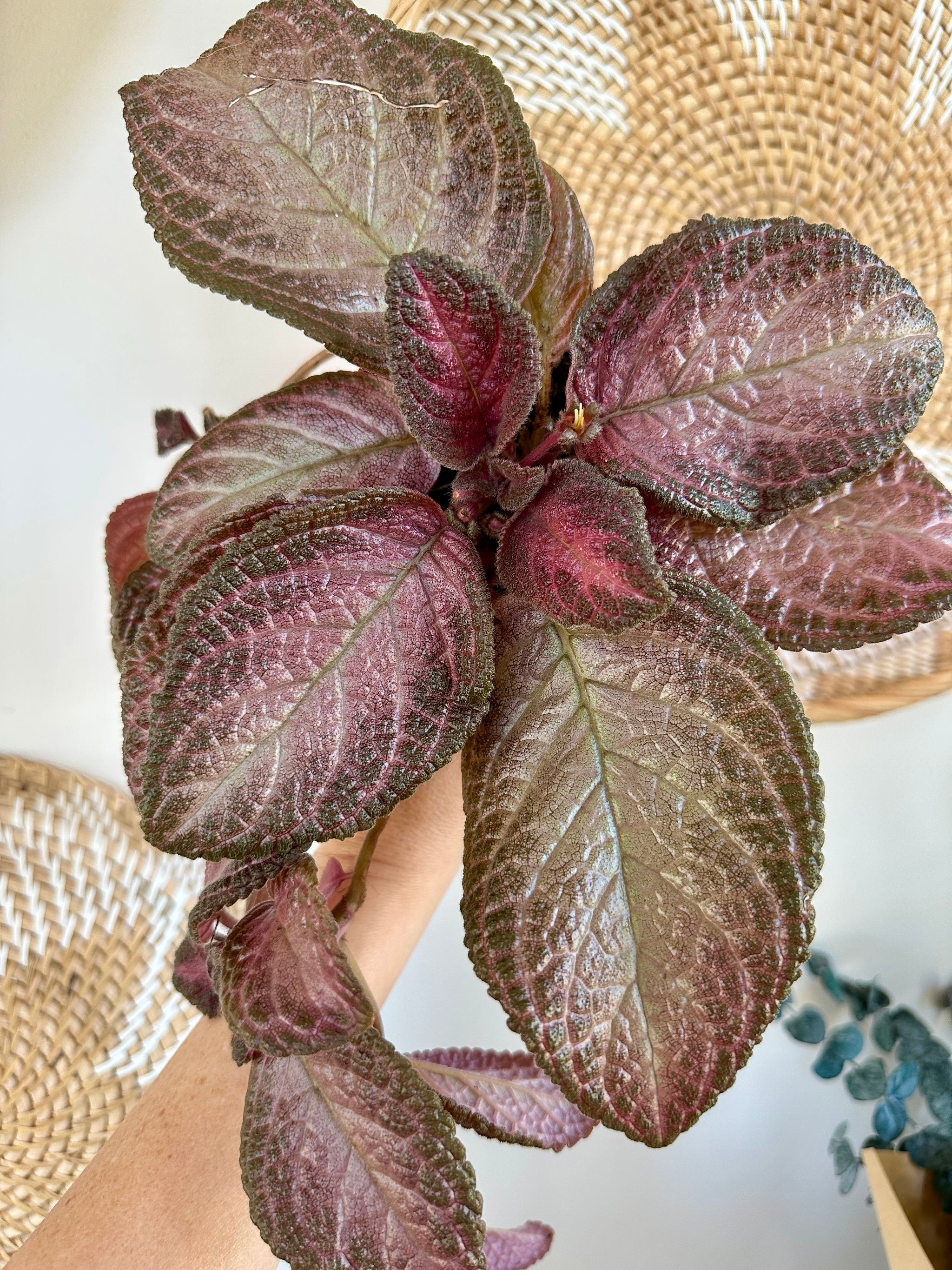 Episcia cupreata 'Purple rain' 4"