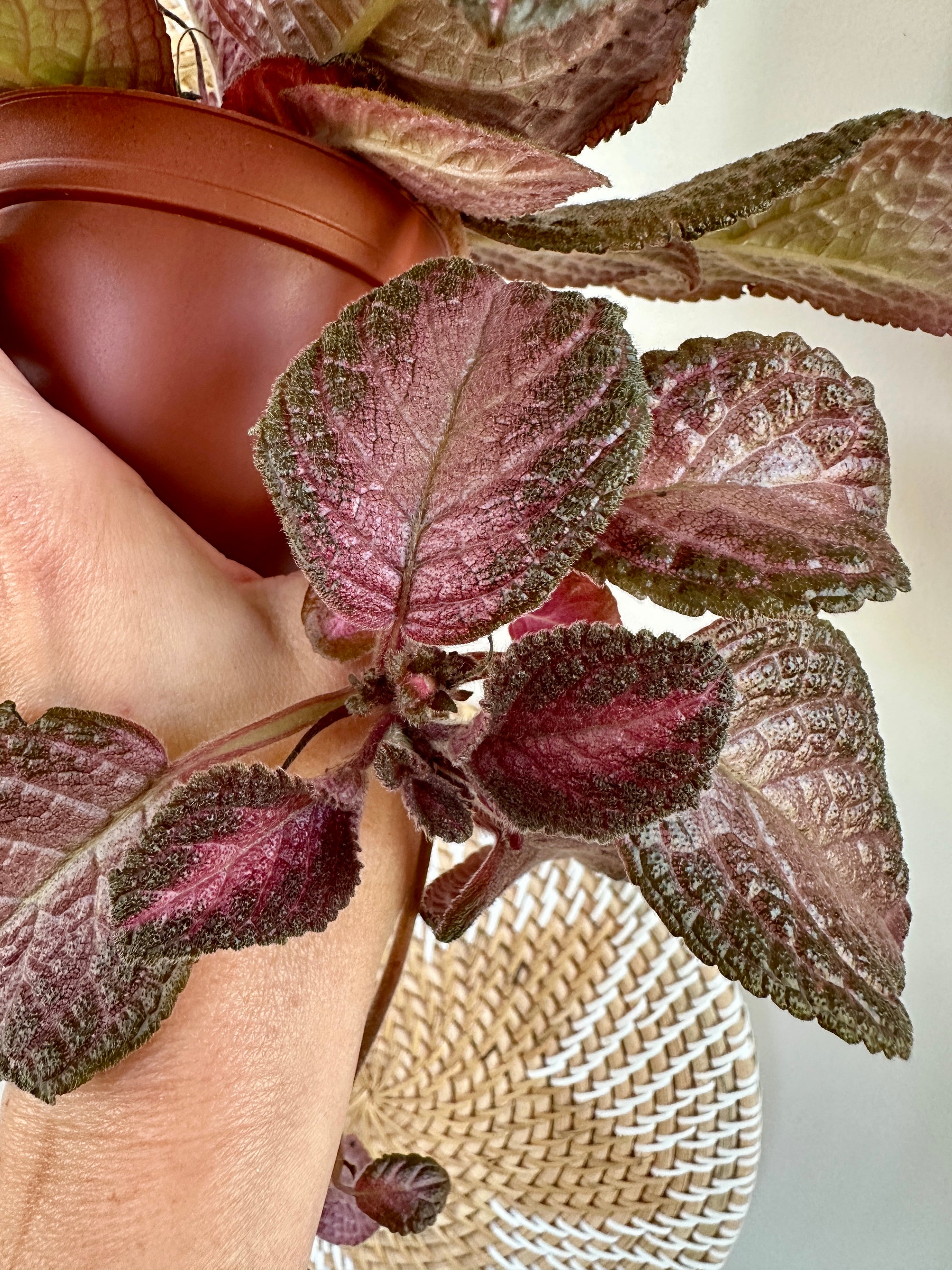 Episcia cupreata 'Purple rain' 4"