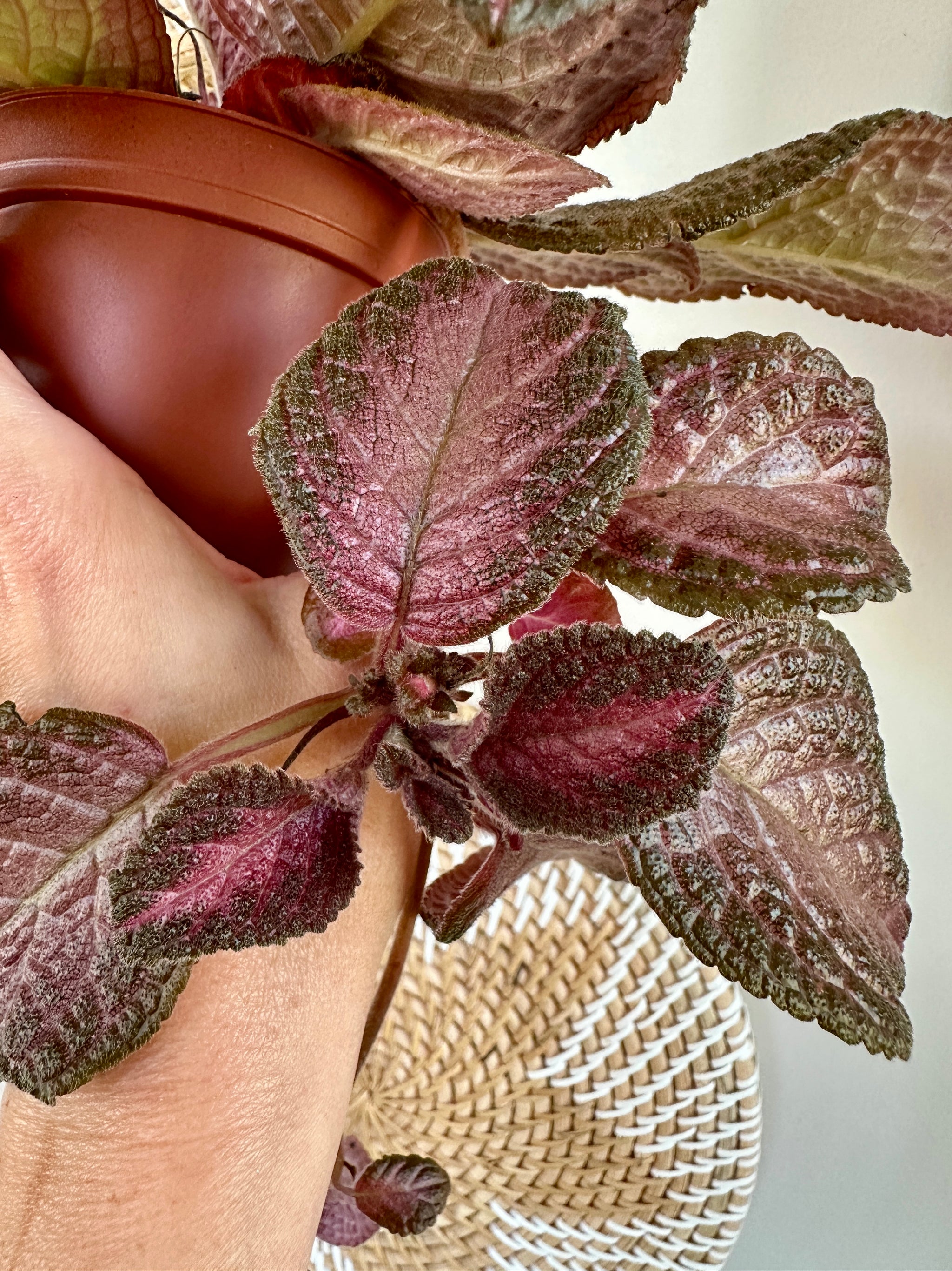 Episcia cupreata 'Purple rain' 4"