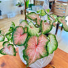 Caladium 'Chinook'  6"