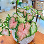 Caladium 'Chinook'  6"