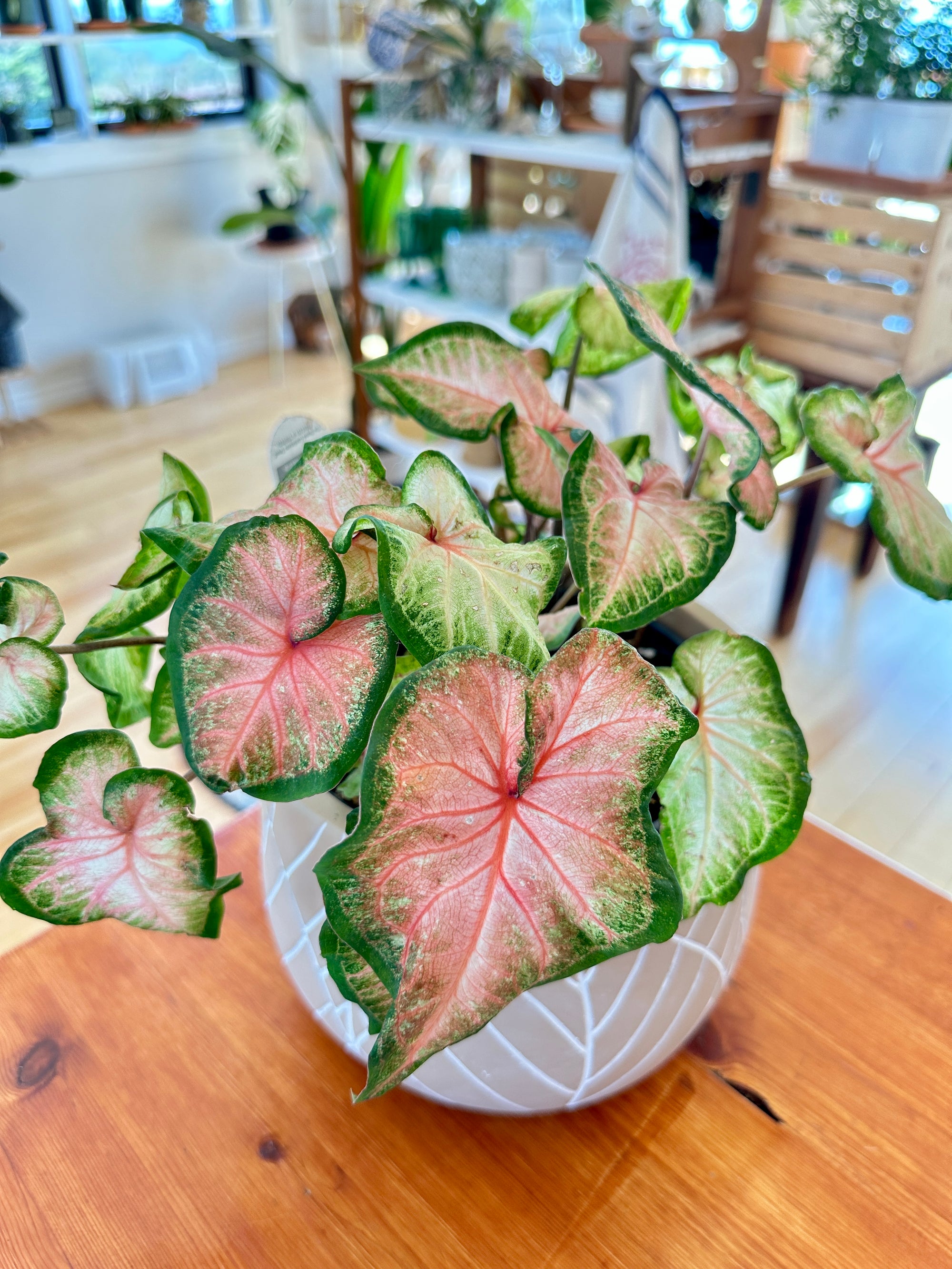 Caladium 'Chinook'  6"