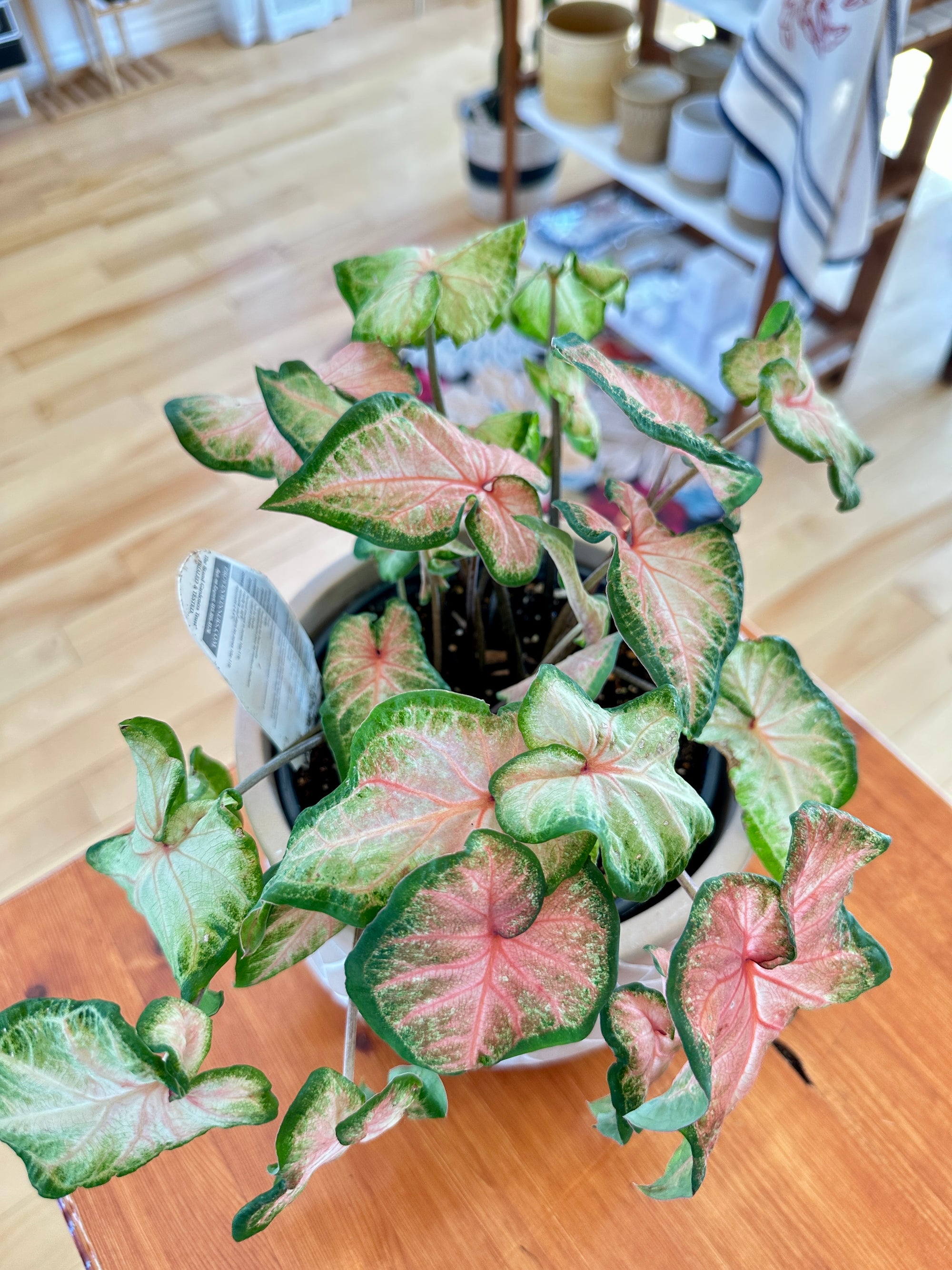 Caladium 'Chinook'  6"
