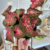 Caladium 'Scarlet flame'  6"