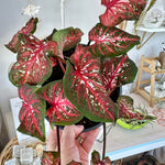 Caladium 'Scarlet flame'  6"