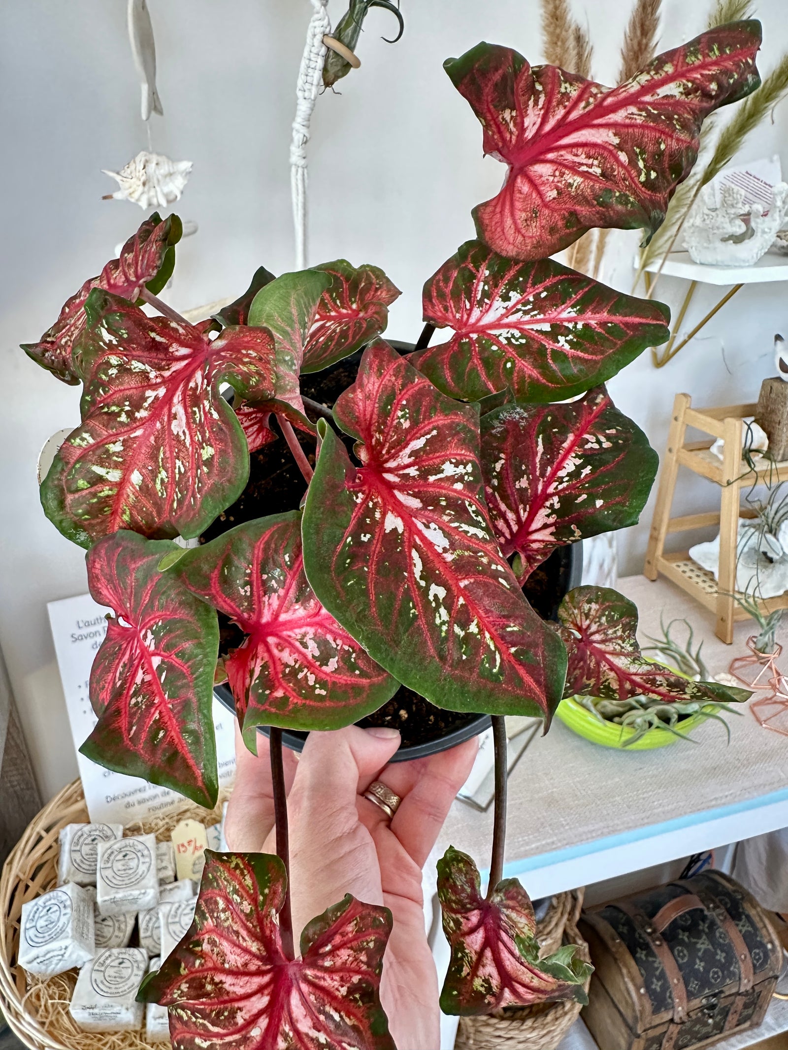 Caladium 'Scarlet flame'  6"