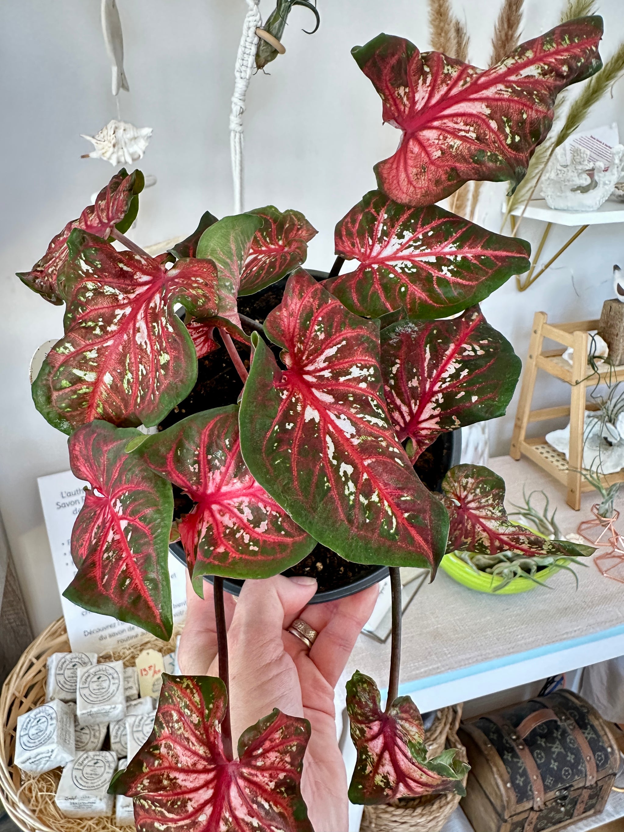 Caladium 'Scarlet flame'  6"