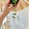 Ceropegia woodii 'String of arrows' 2.5"