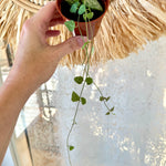 Ceropegia woodii 'String of arrows' 2.5"