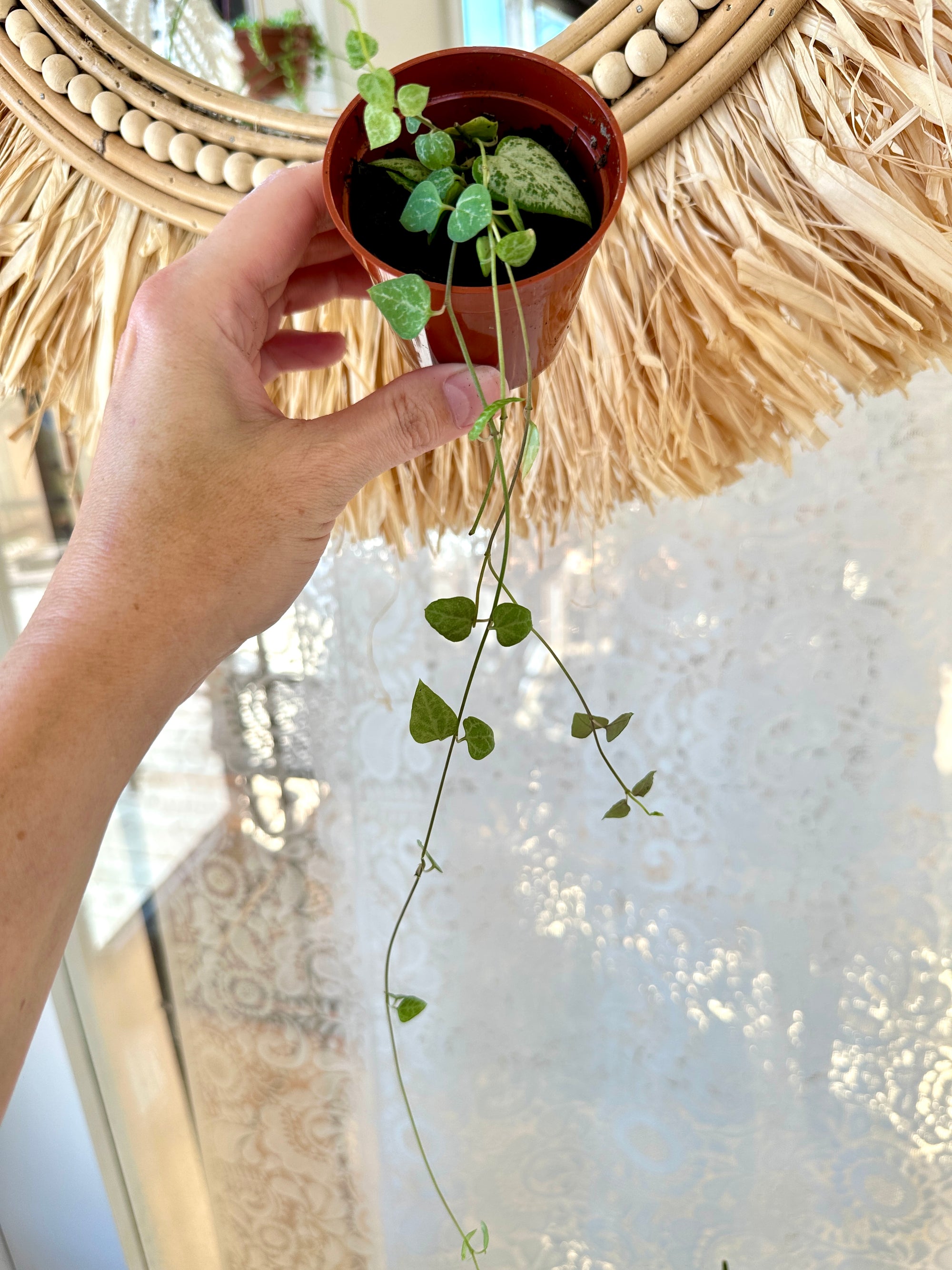Ceropegia woodii 'String of arrows' 2.5"