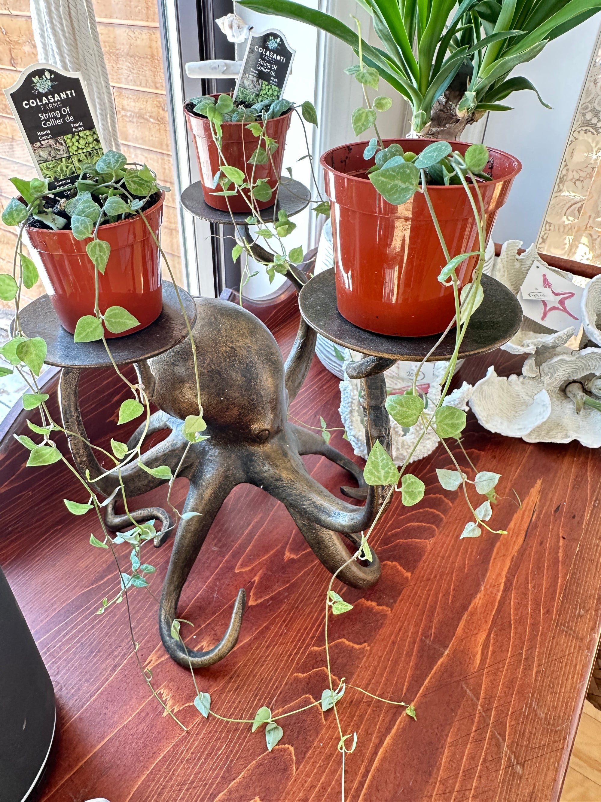 Ceropegia woodii 'String of arrows' 2.5"