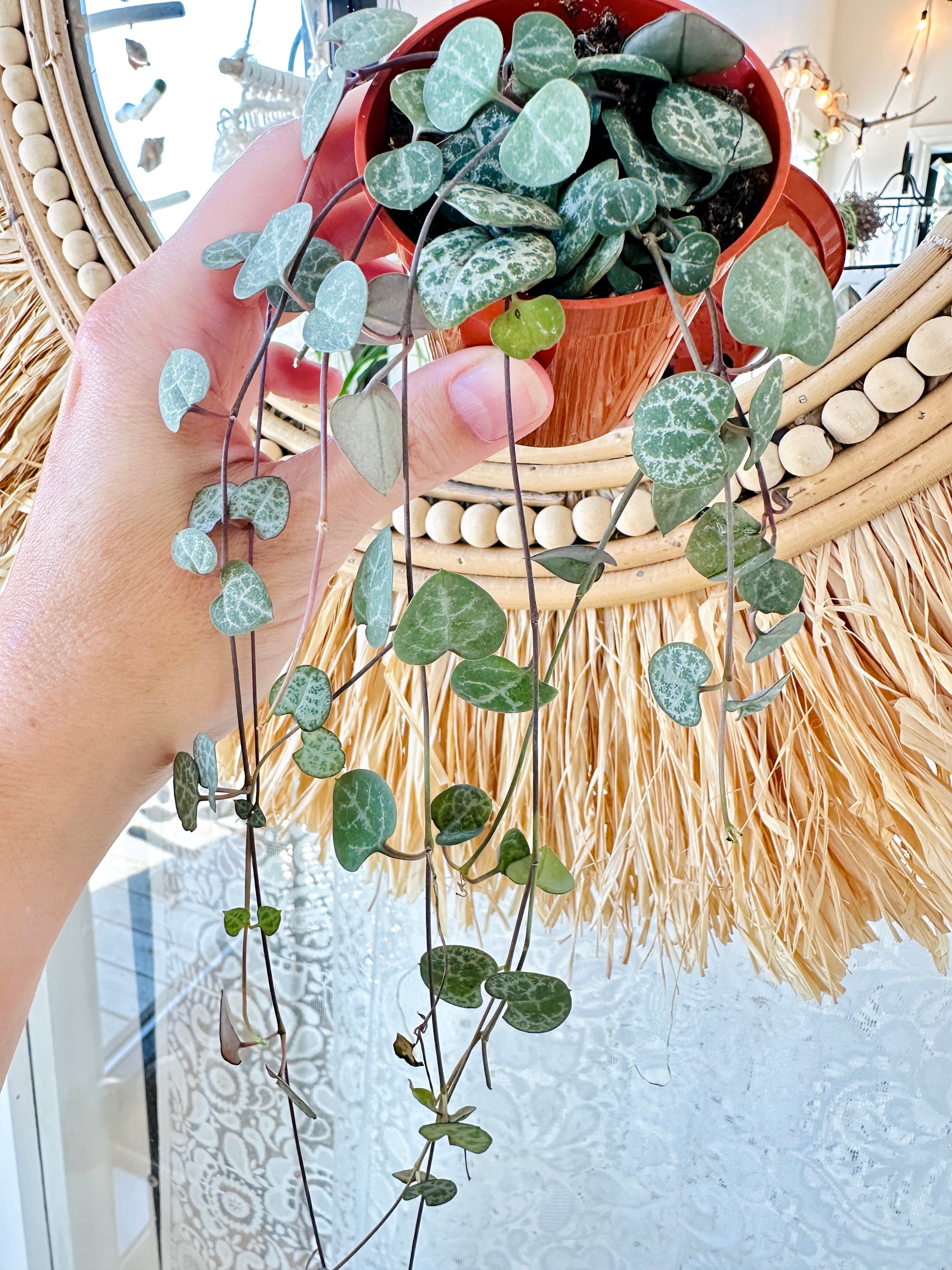 Ceropegia woodii 'String of hearts'