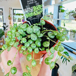 Peperomia Prostrata 'Chaîne de tortues'