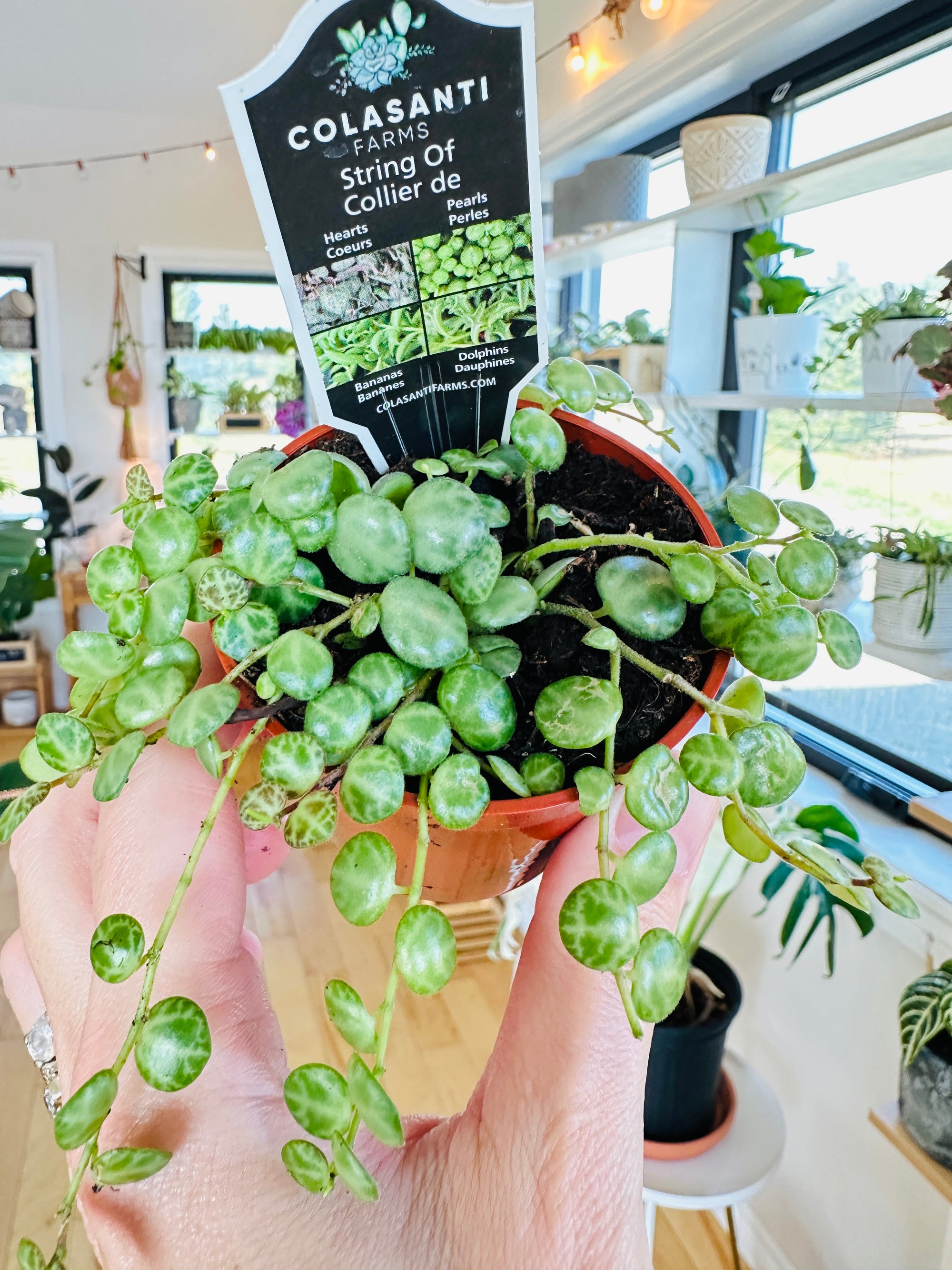 Peperomia Prostrata 'Chaîne de tortues'