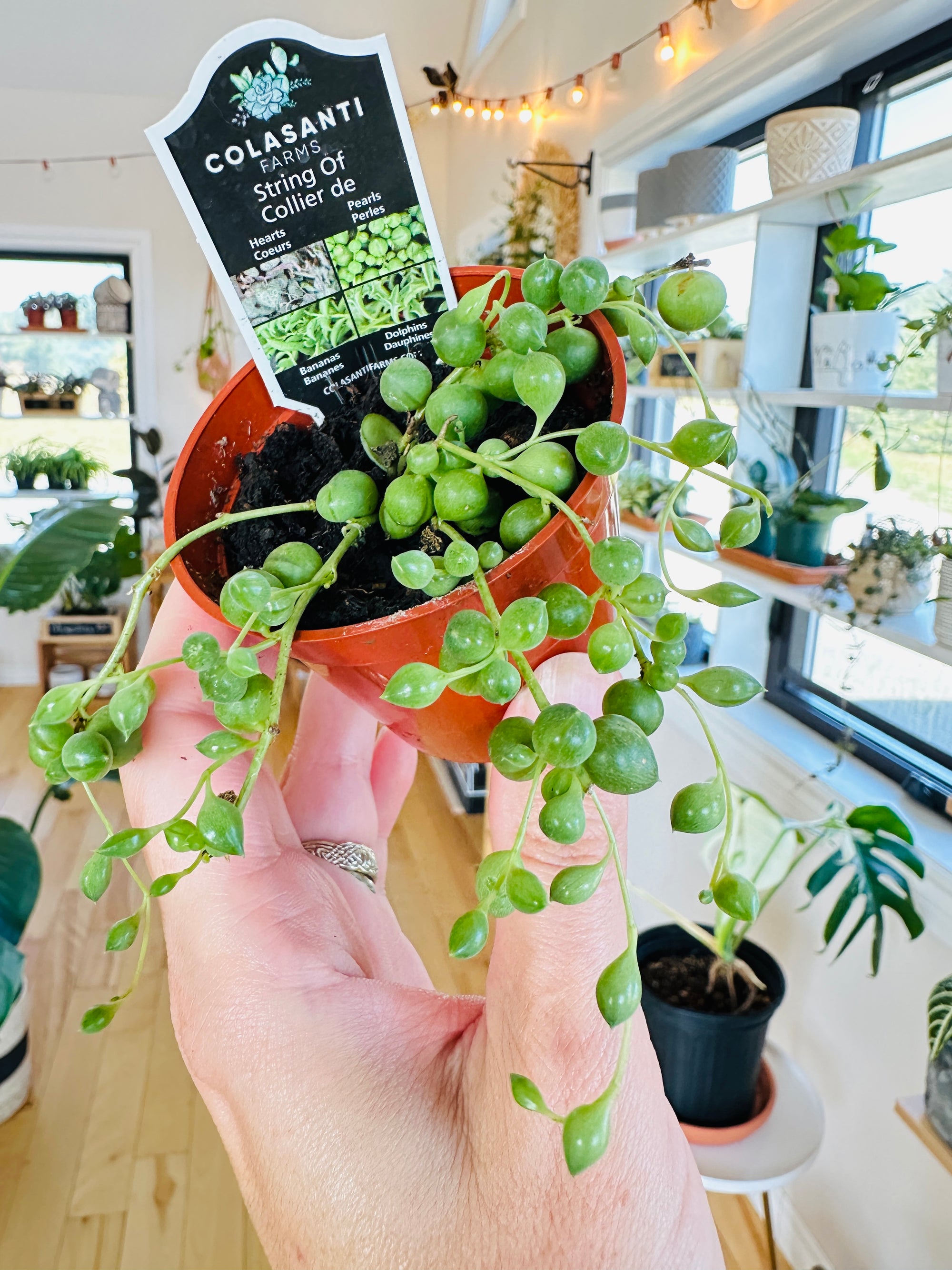 Senecio Rowleyanus Collier de perles