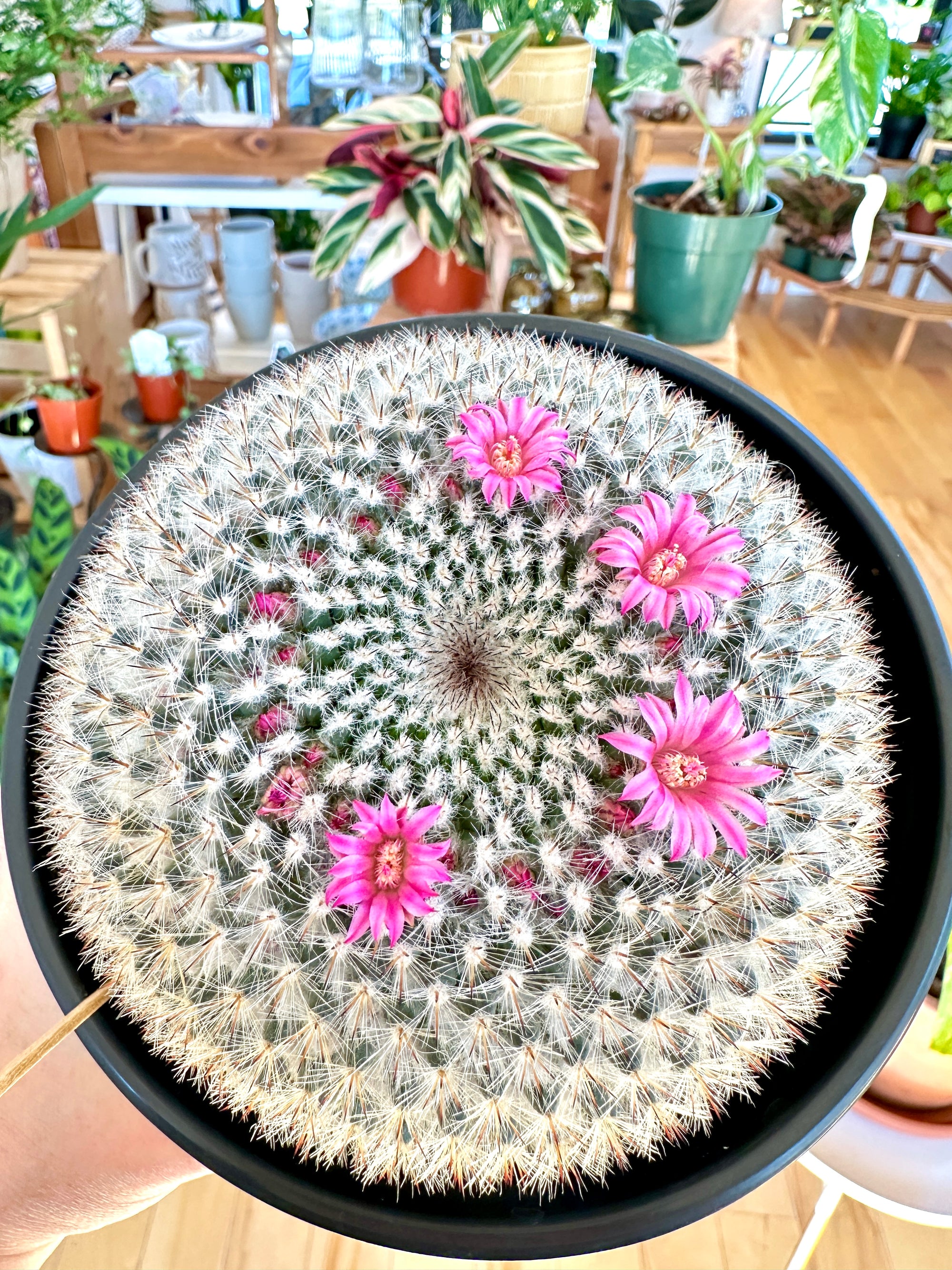 Mammillaria hahniana