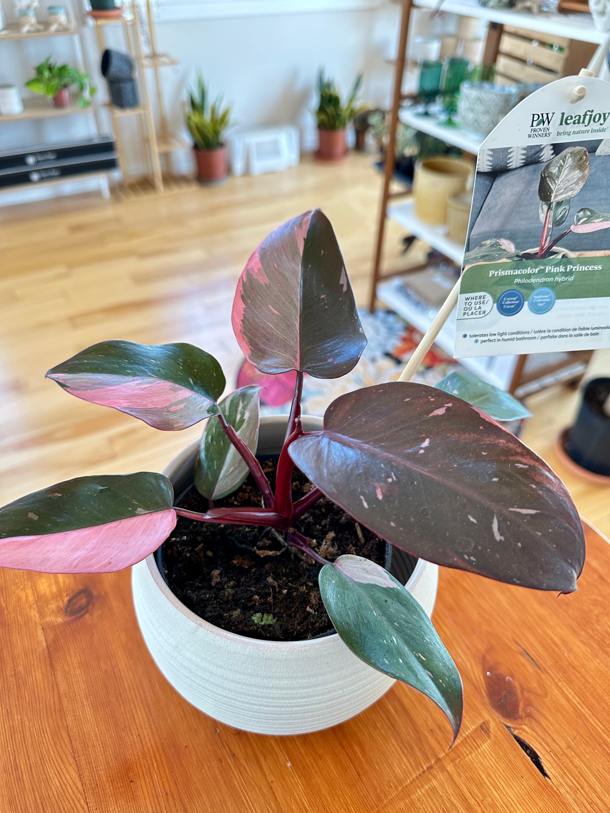 Philodendron erubescens ‘Pink Princess’ 5"