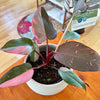 Philodendron erubescens ‘Pink Princess’ 5"