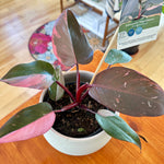 Philodendron erubescens ‘Pink Princess’ 5"