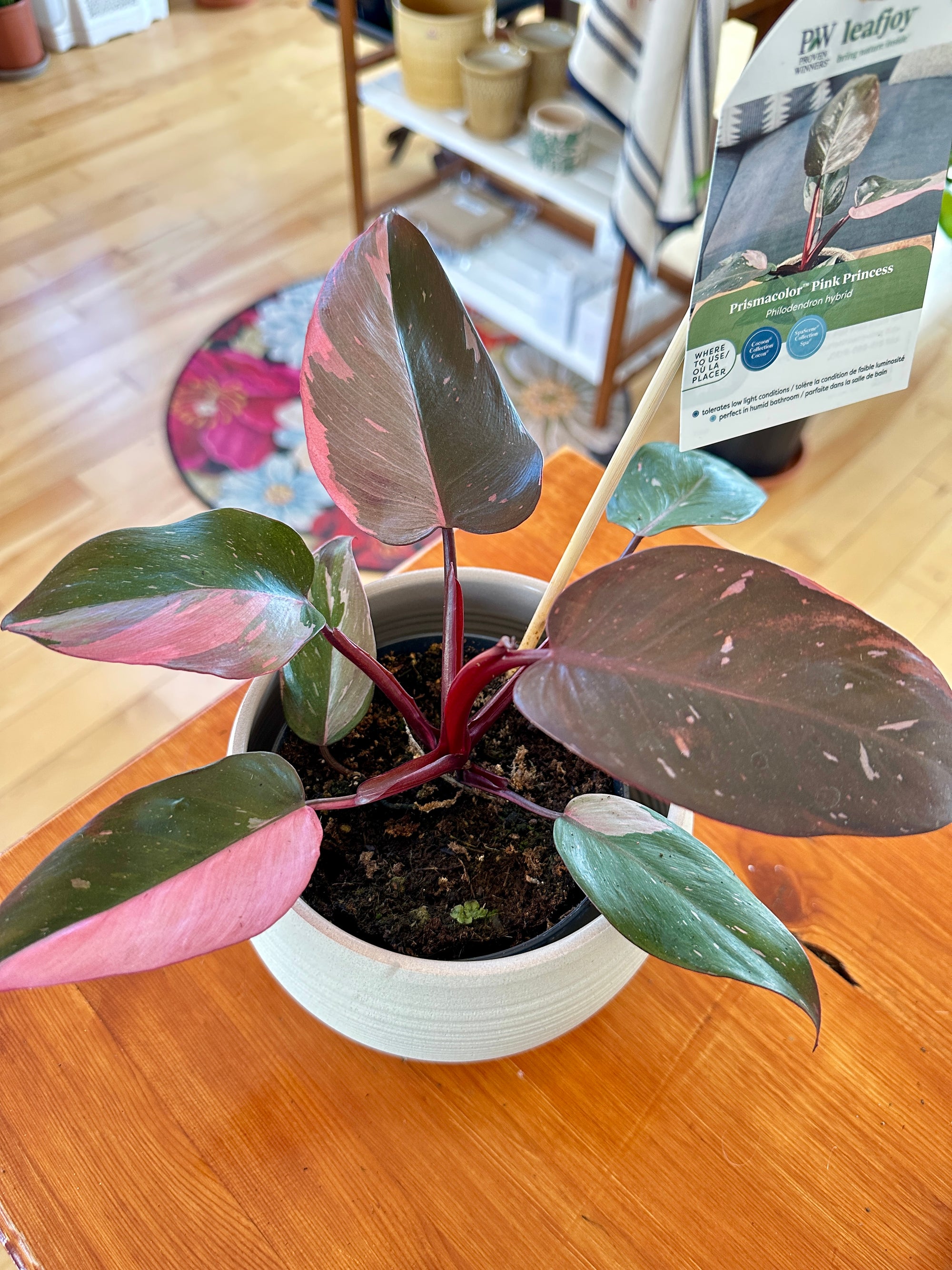 Philodendron erubescens ‘Pink Princess’ 5"