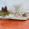 tillandsia sur bois de mer