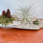 tillandsia sur bois de mer