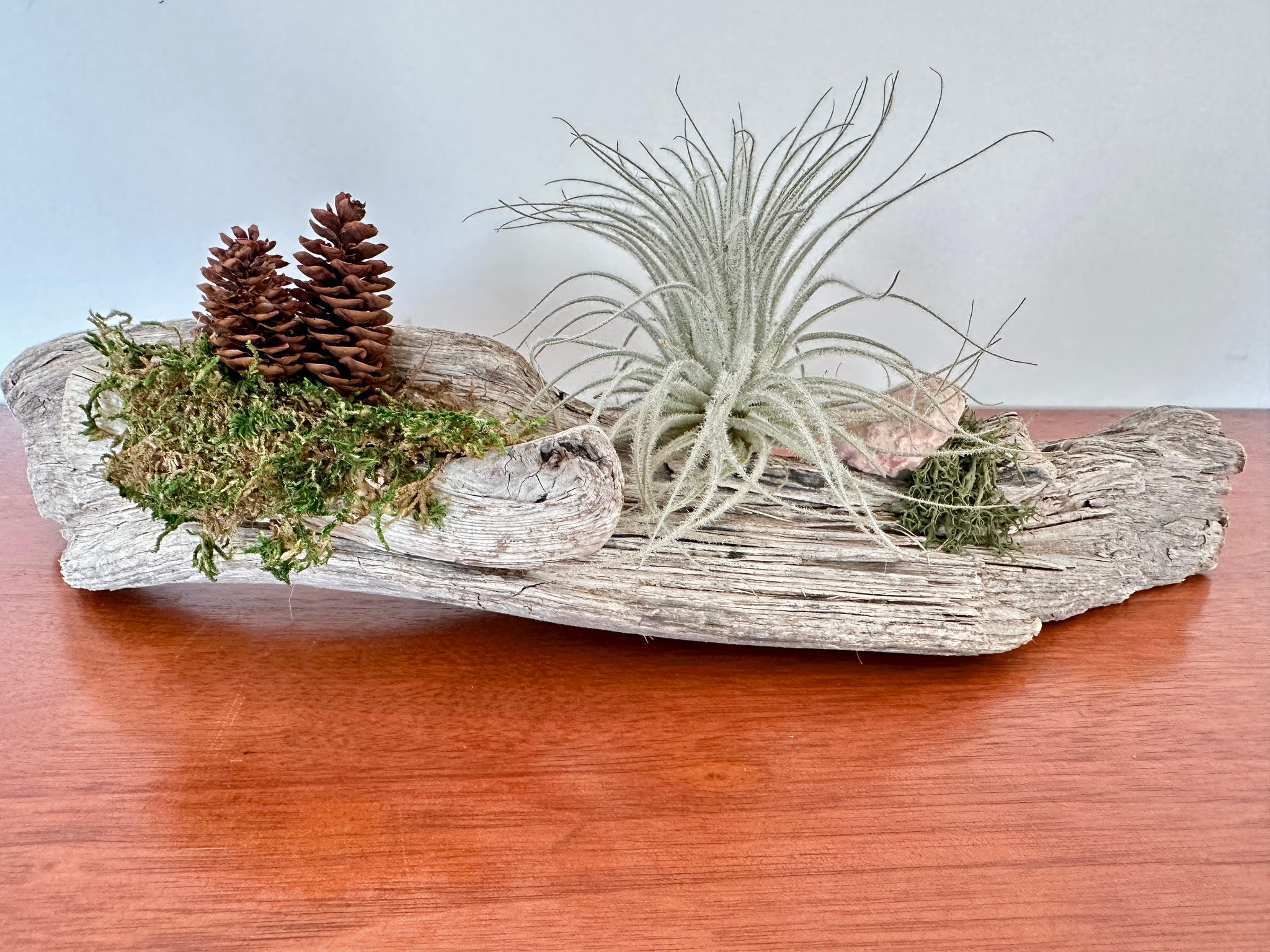 tillandsia sur bois de mer