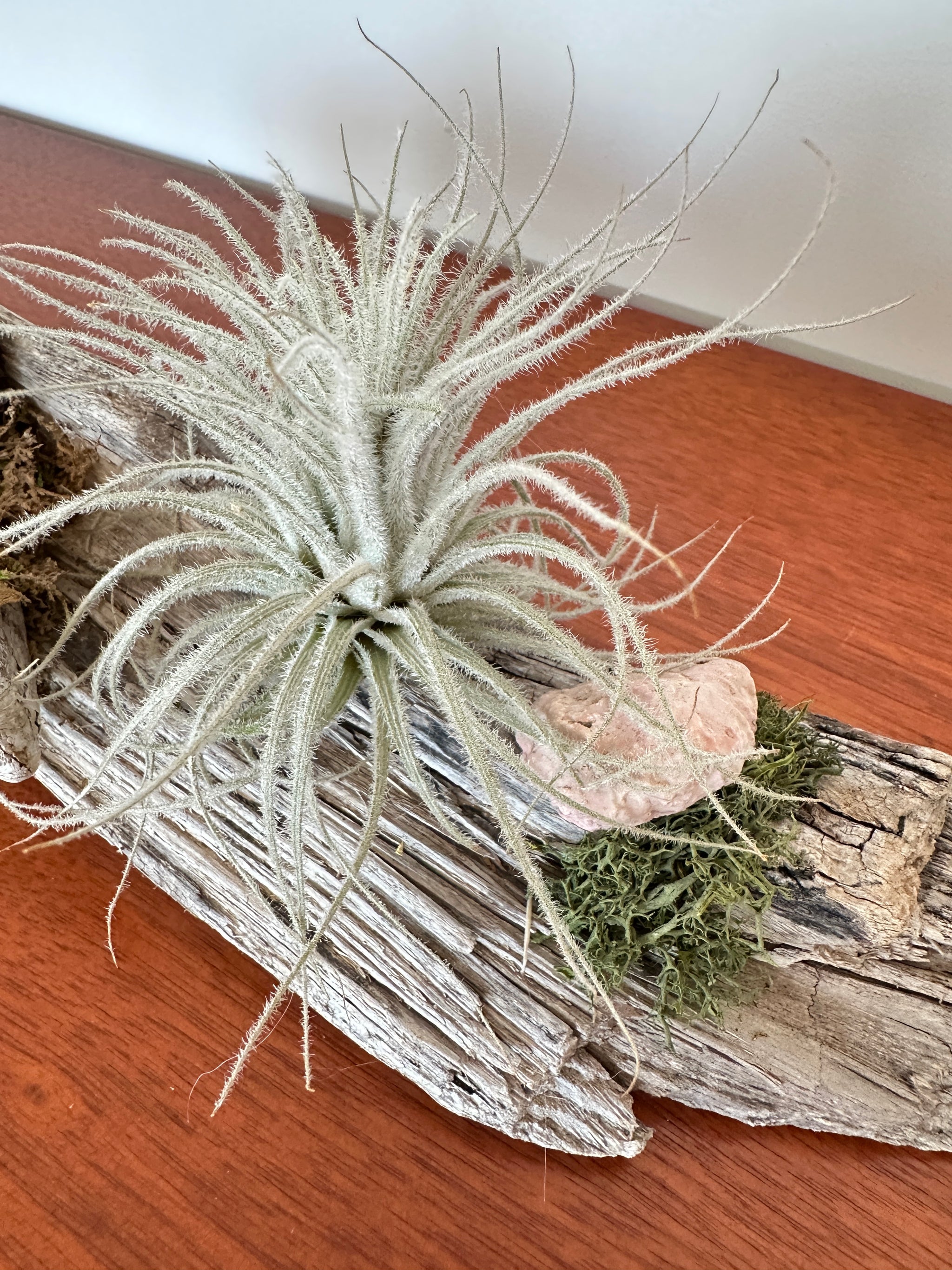 tillandsia sur bois de mer