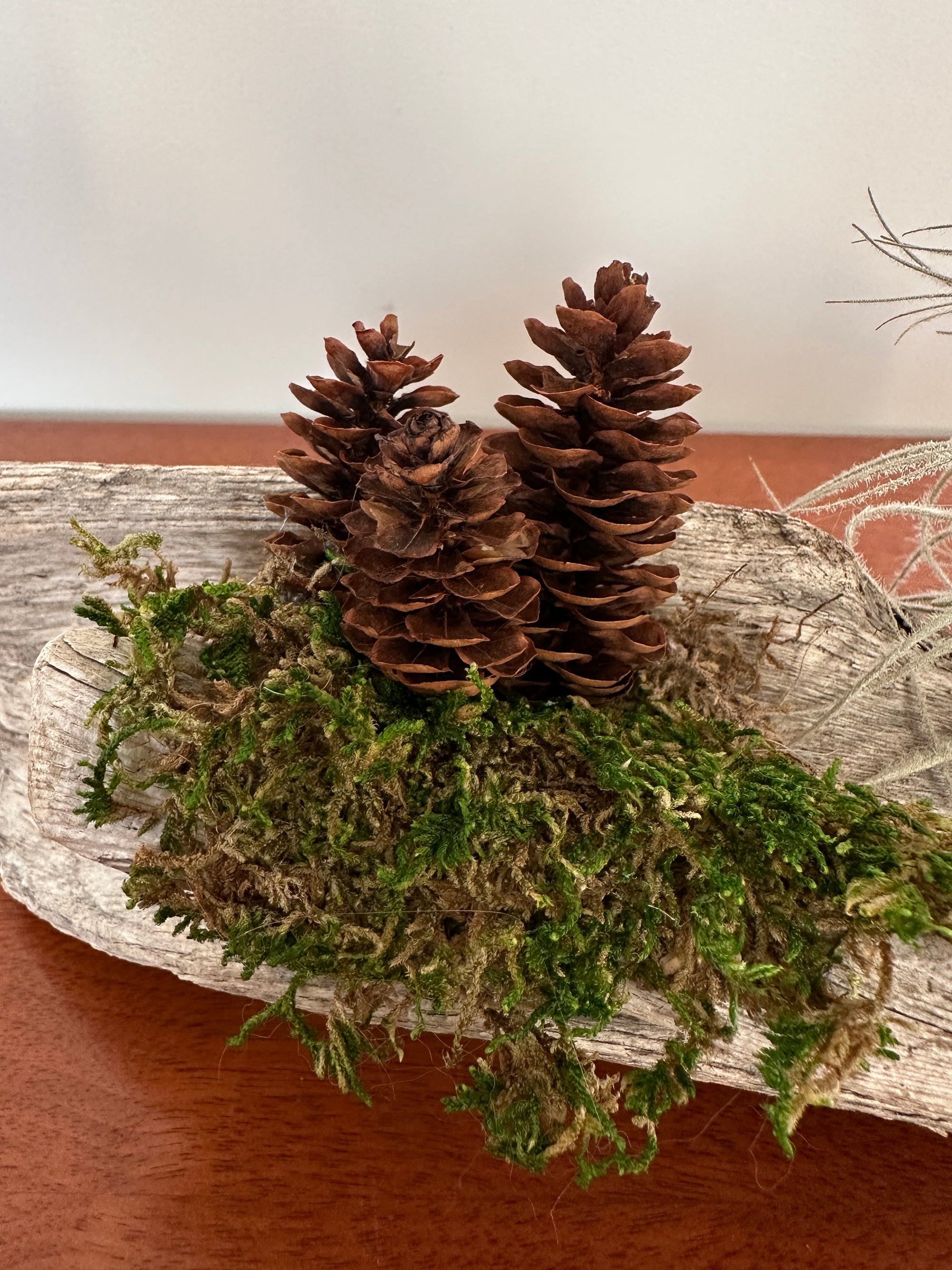 tillandsia sur bois de mer