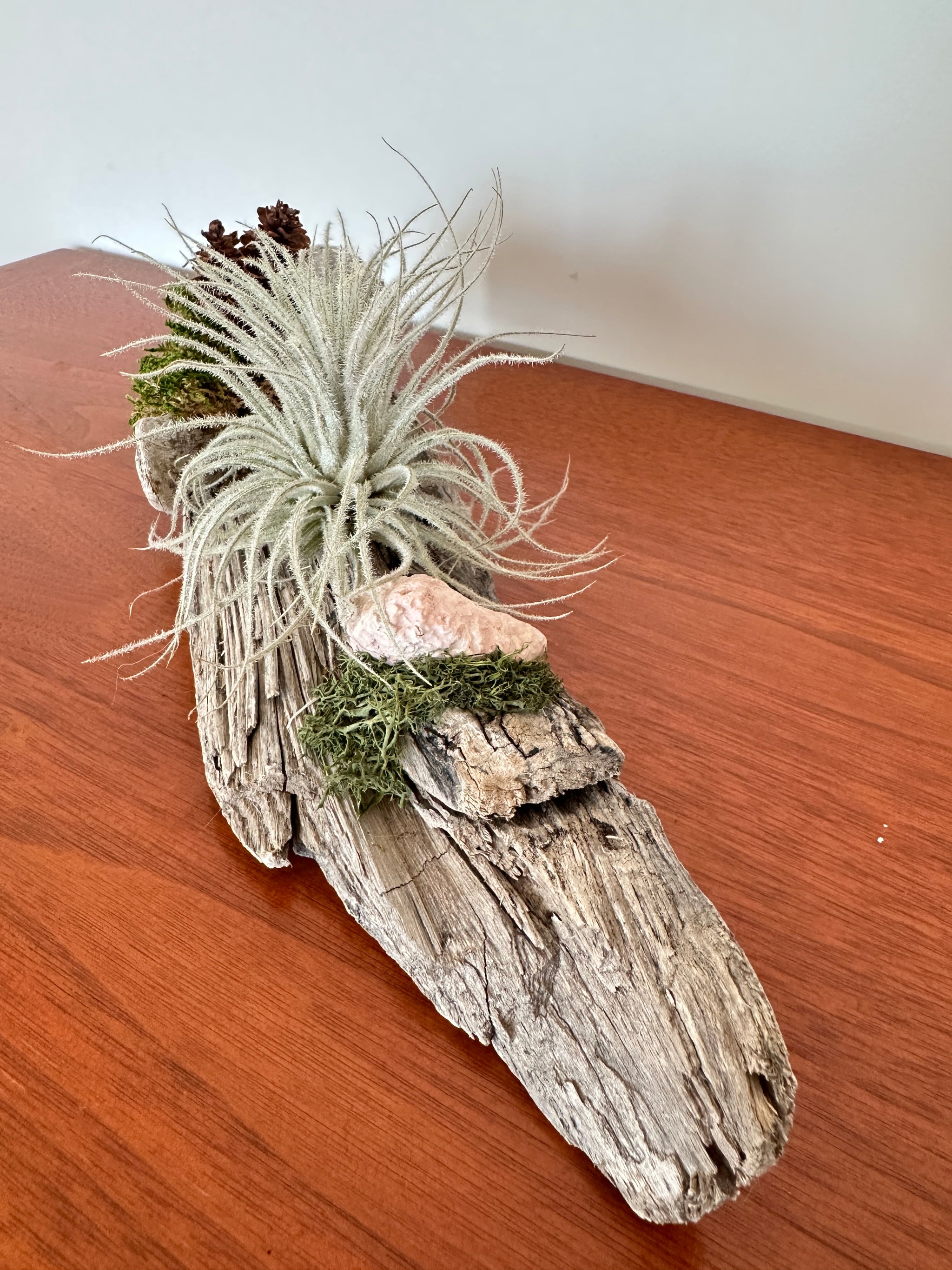 tillandsia sur bois de mer