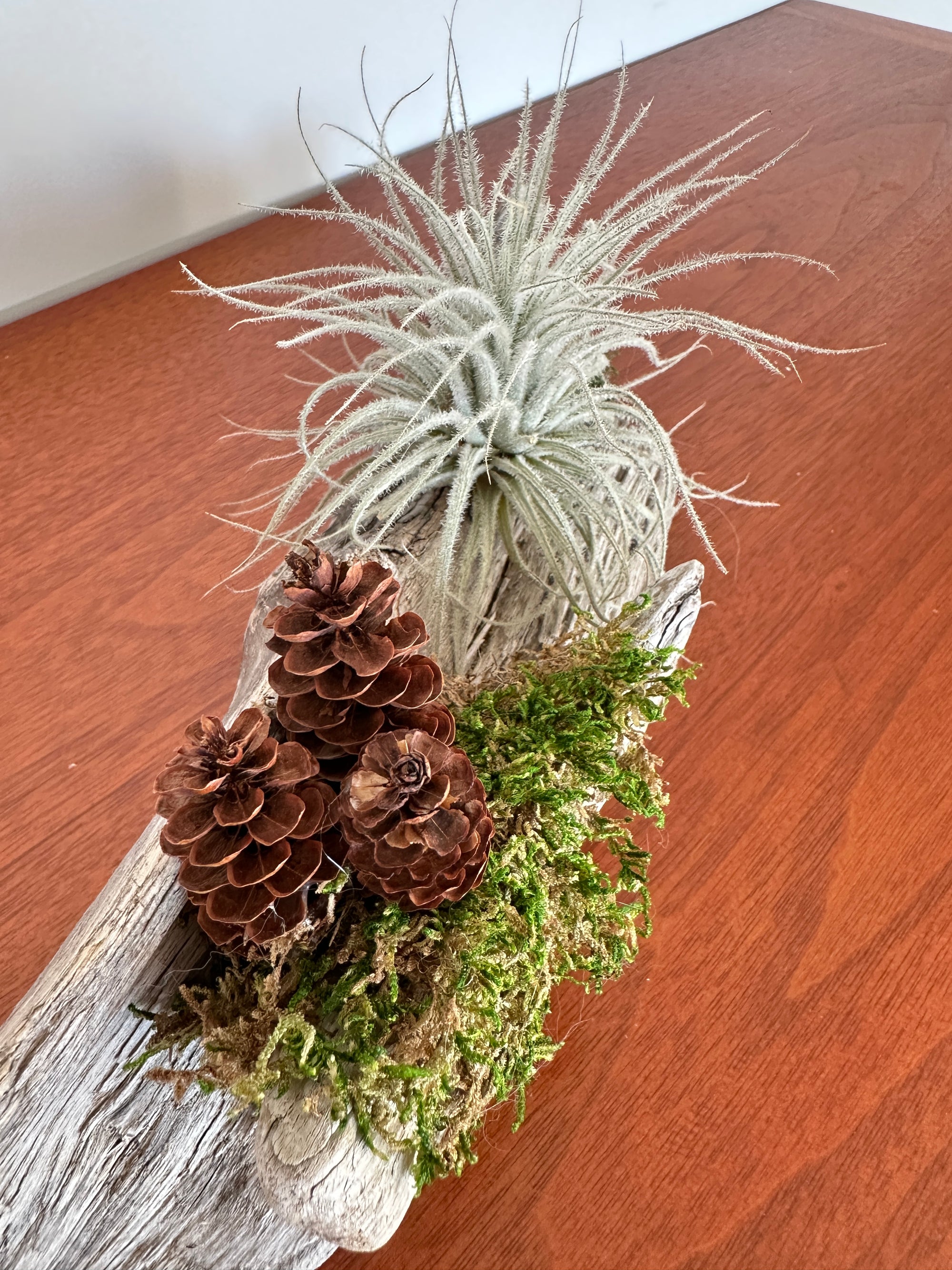 tillandsia sur bois de mer