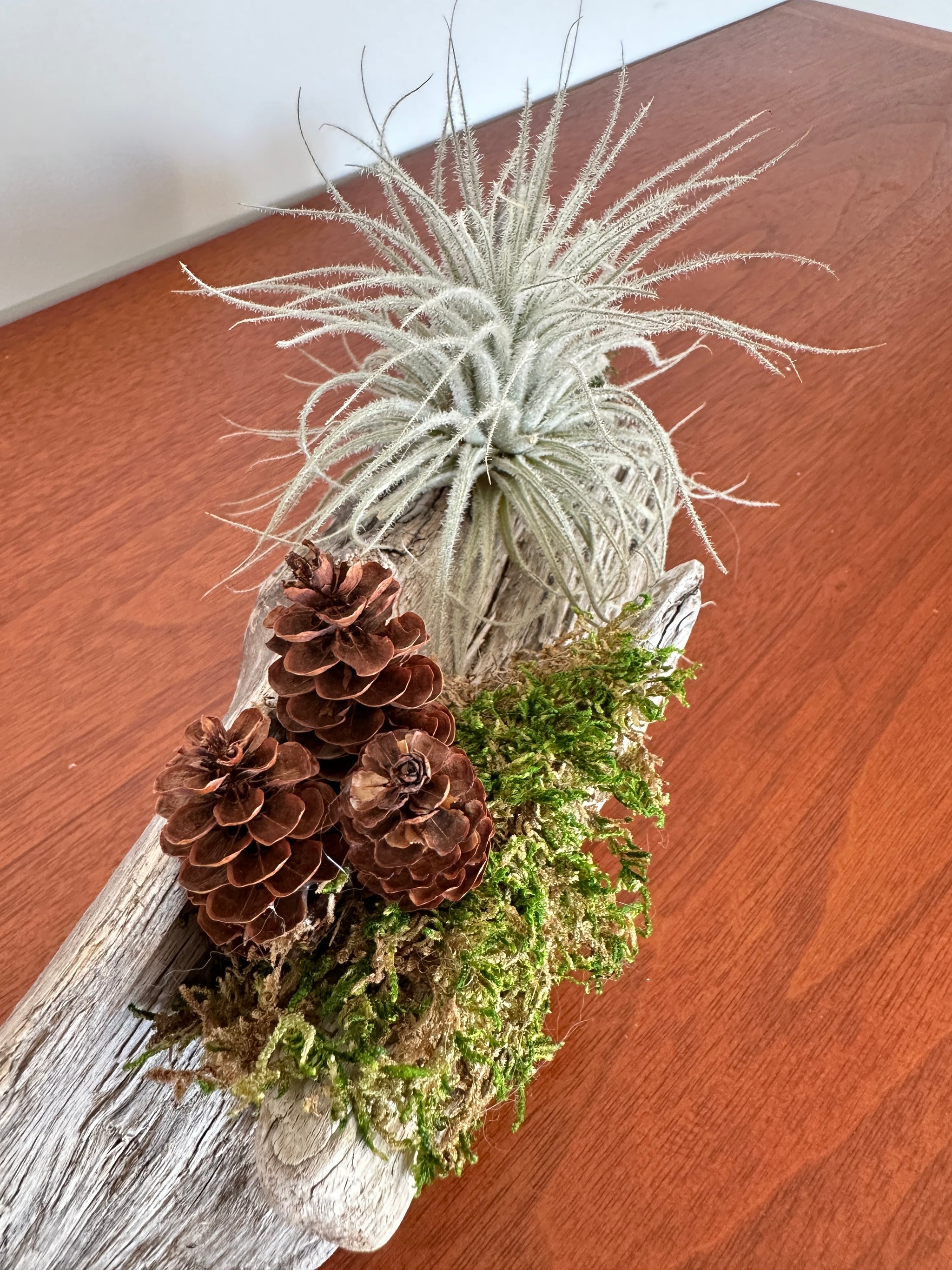tillandsia sur bois de mer