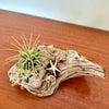 tillandsia sur bois de mer