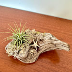 tillandsia sur bois de mer