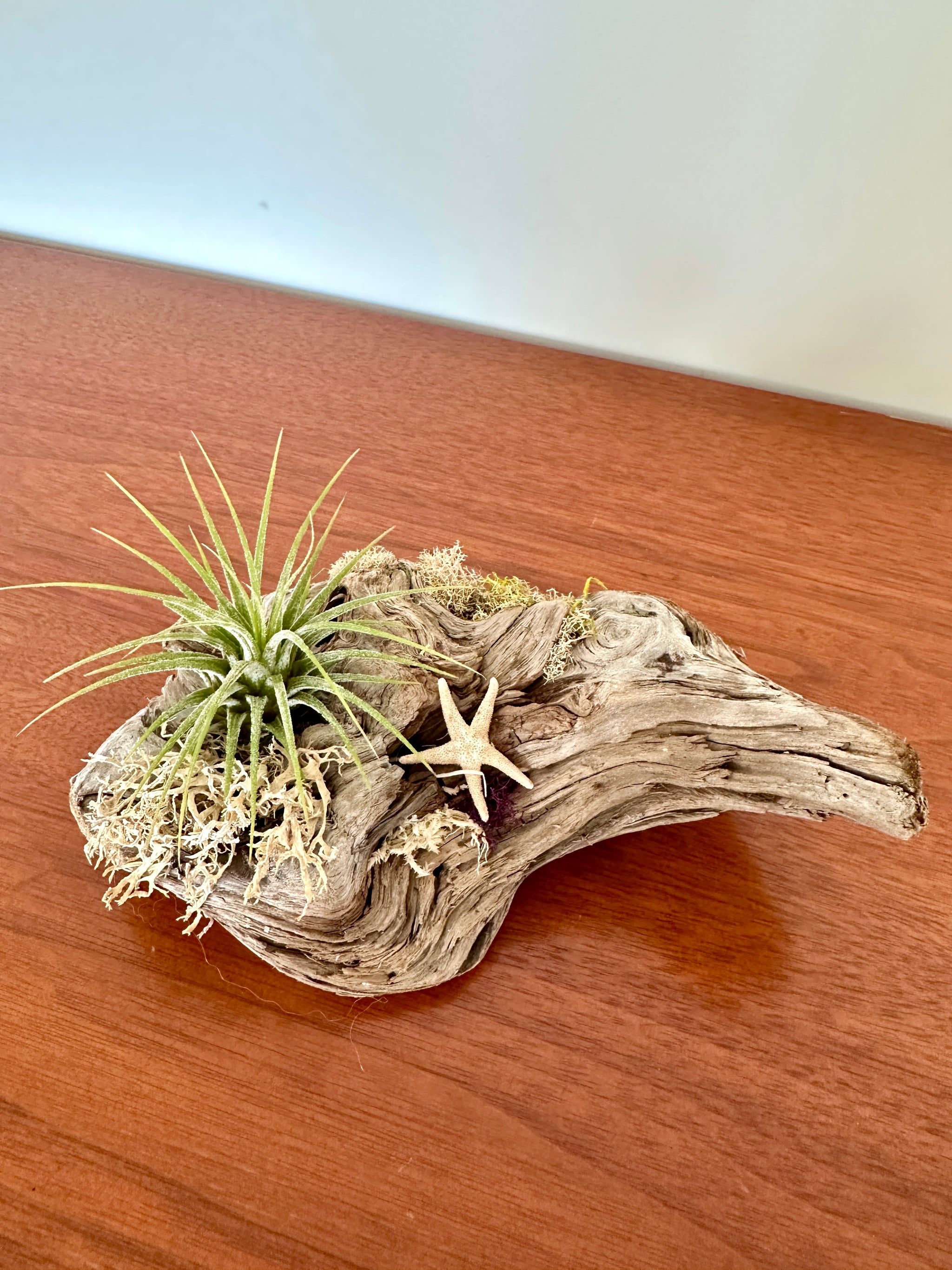 tillandsia sur bois de mer