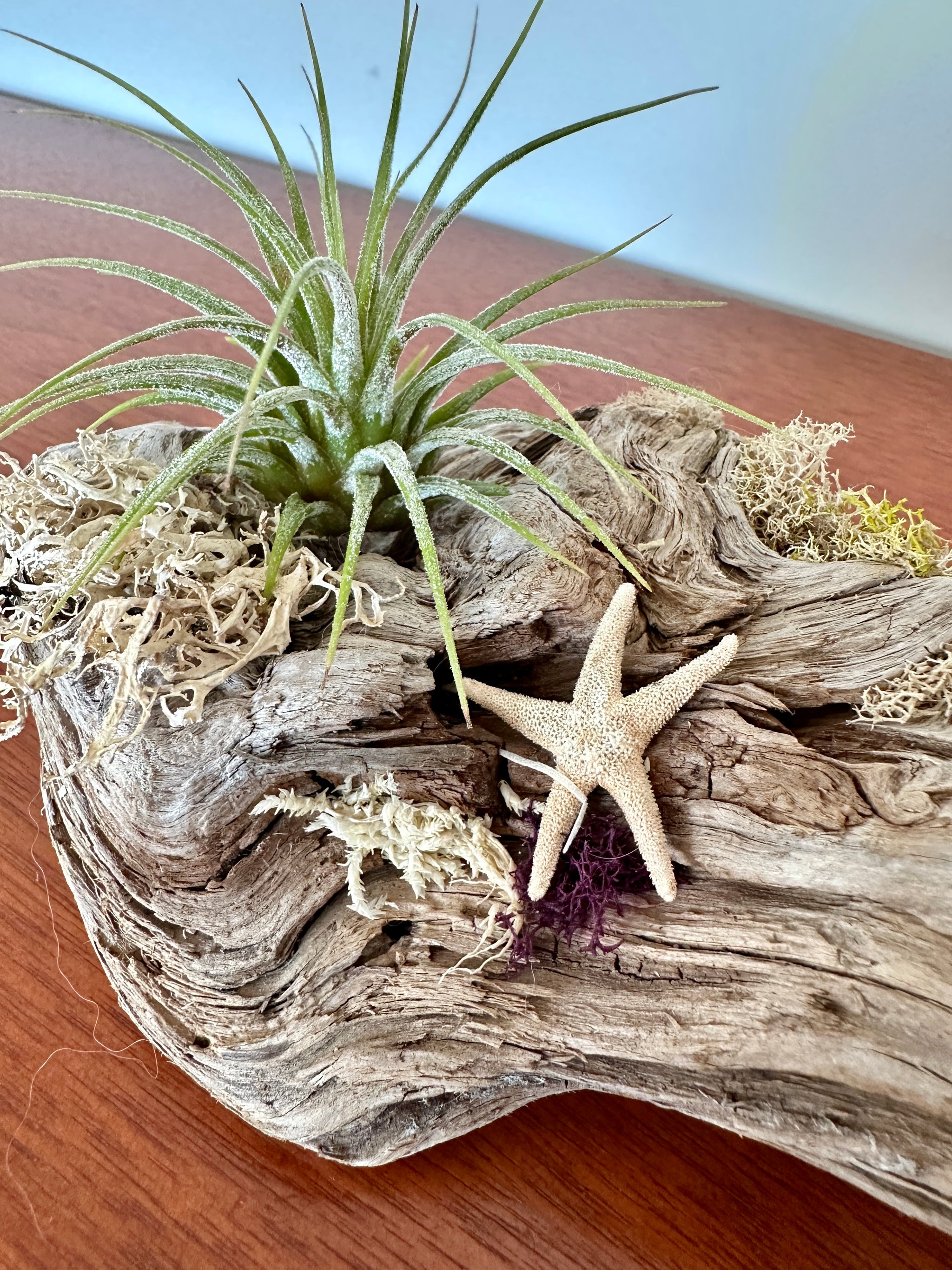 tillandsia sur bois de mer