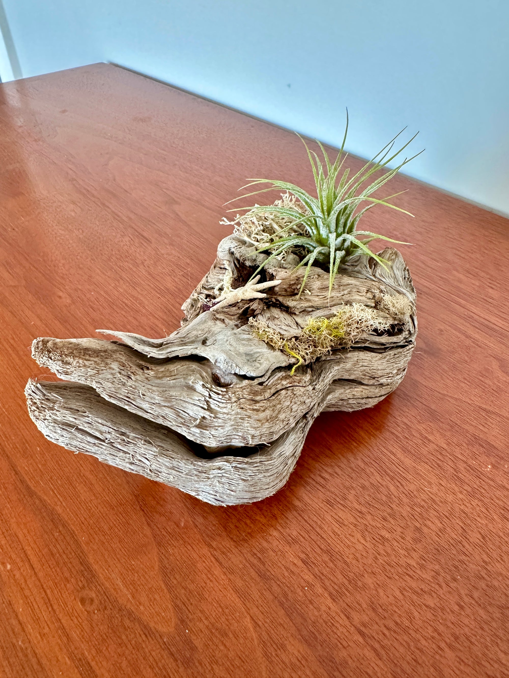 tillandsia sur bois de mer