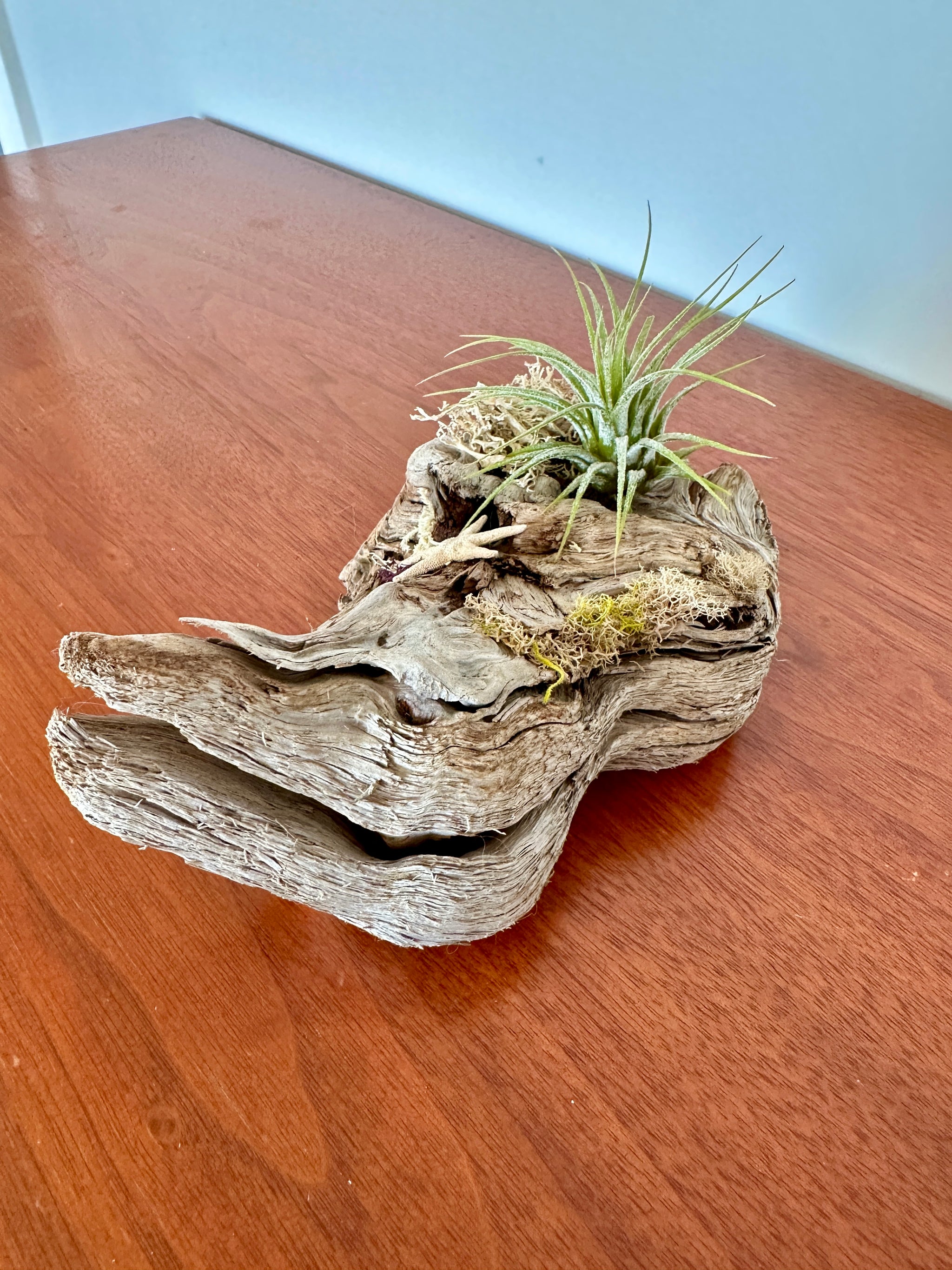tillandsia sur bois de mer