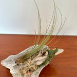 tillandsia sur bois de mer