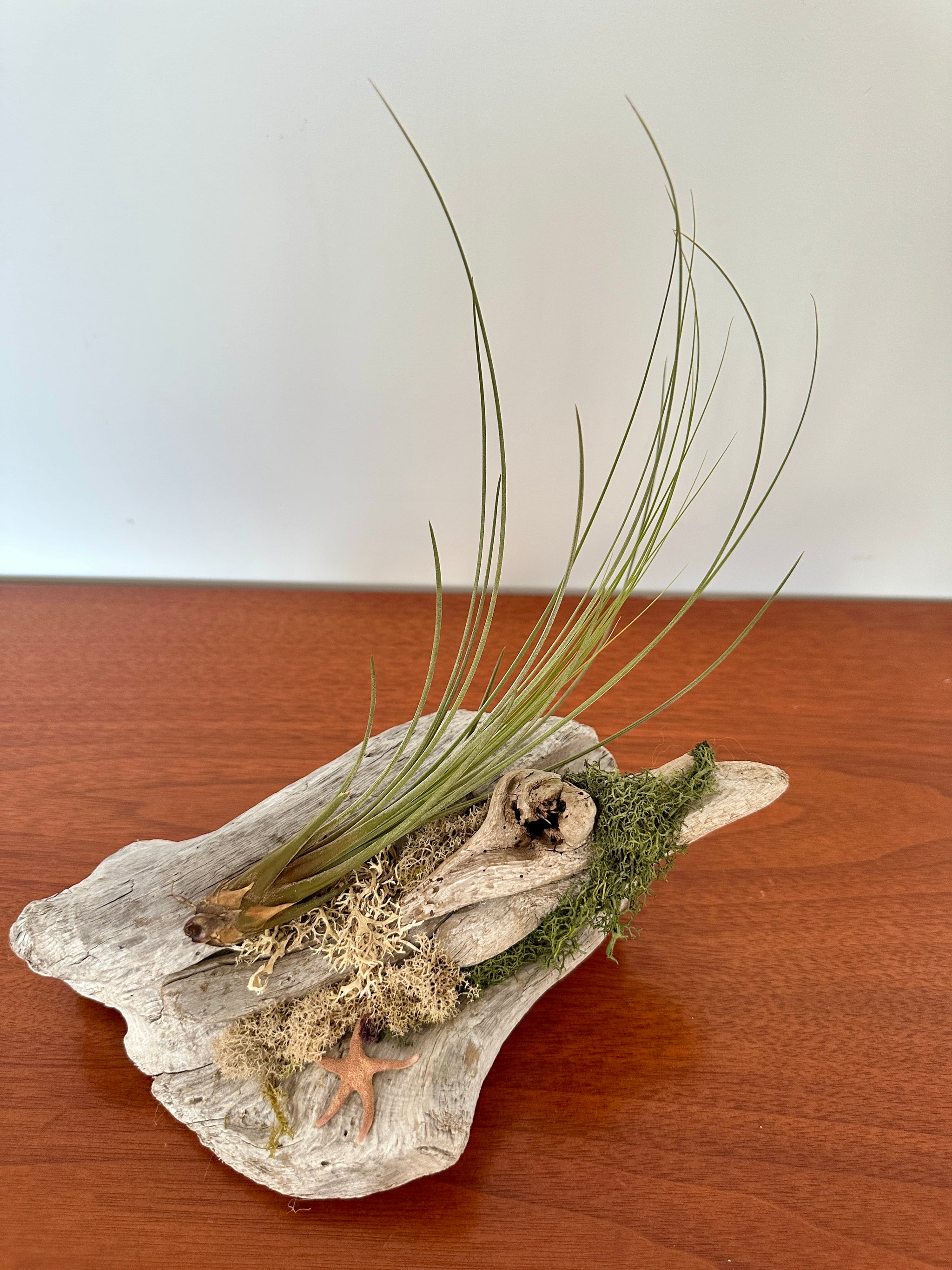 tillandsia sur bois de mer