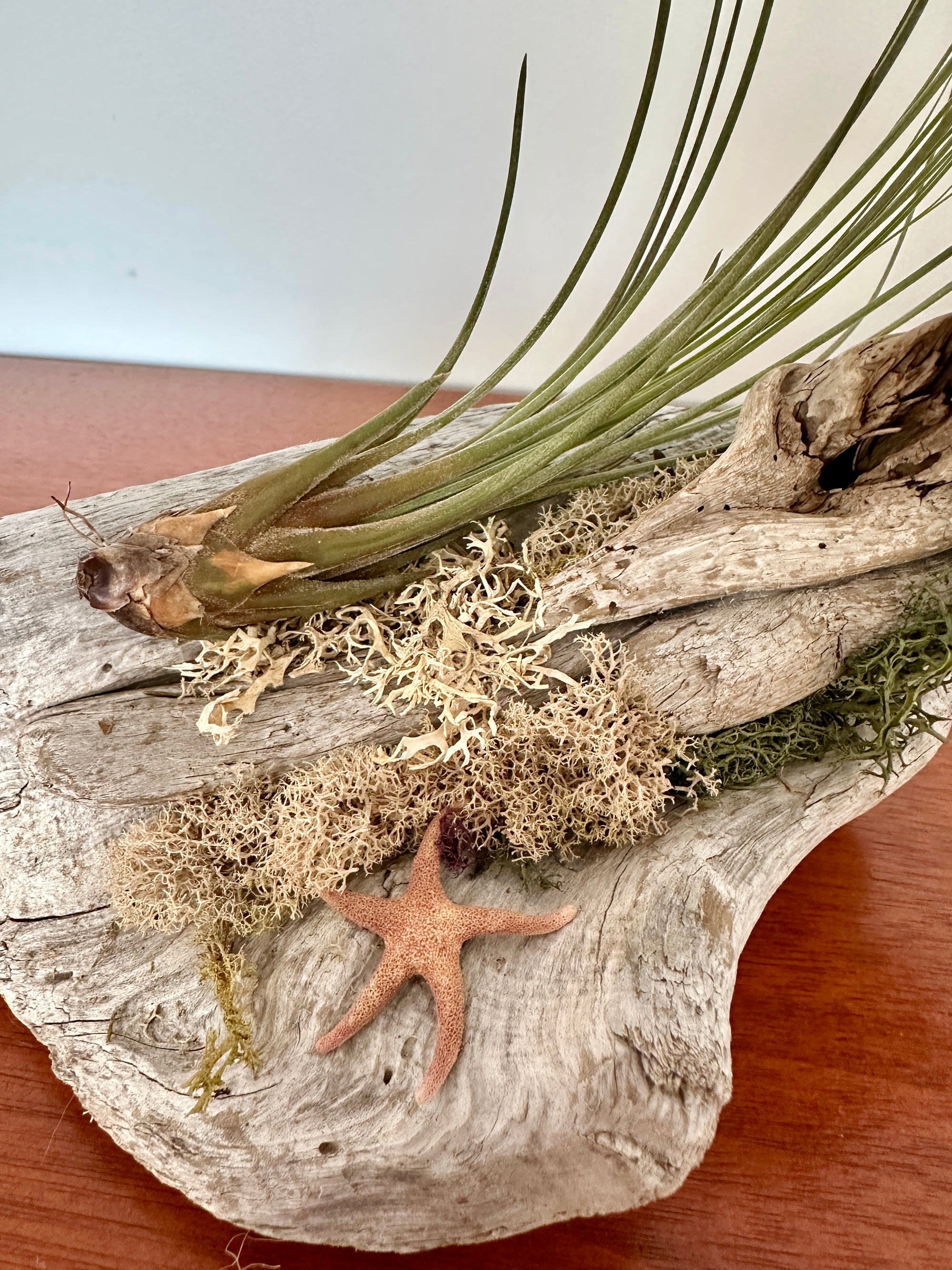 tillandsia sur bois de mer