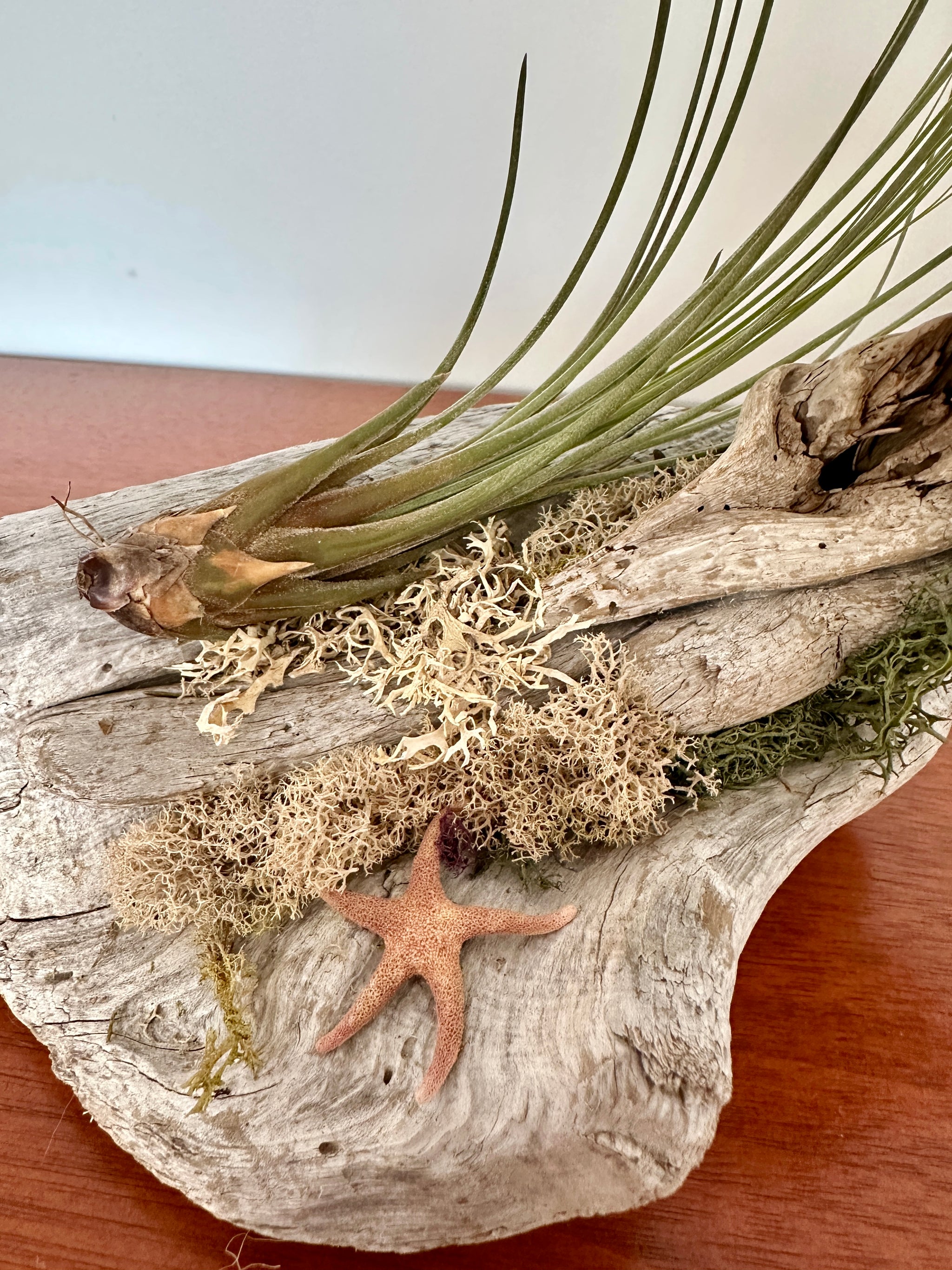 tillandsia sur bois de mer