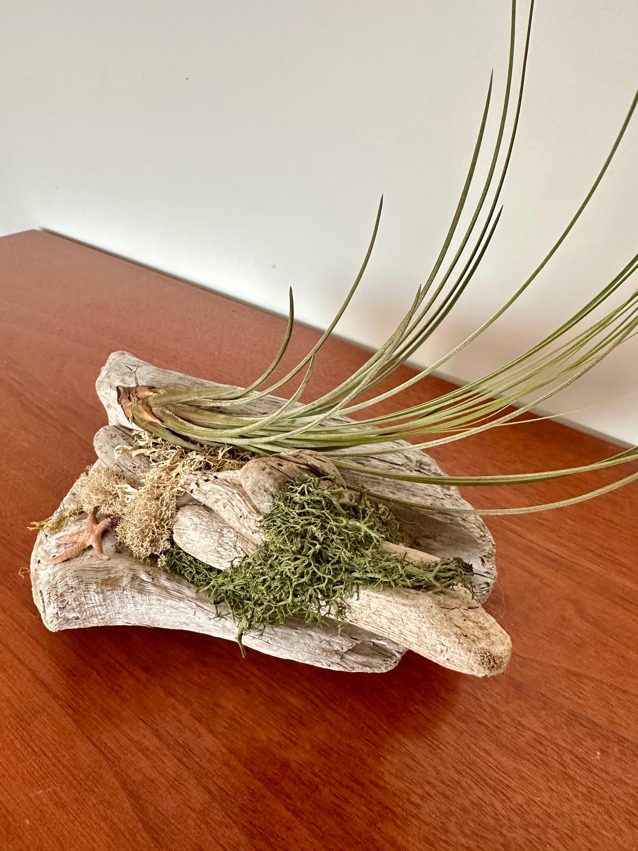 tillandsia sur bois de mer