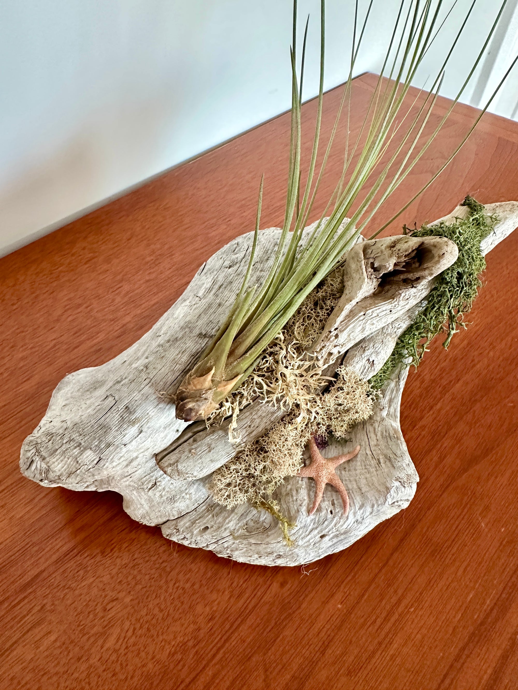 tillandsia sur bois de mer