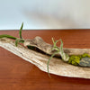 tillandsia sur bois de mer