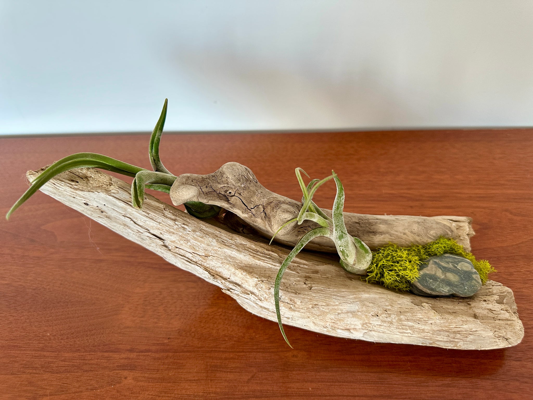 tillandsia sur bois de mer