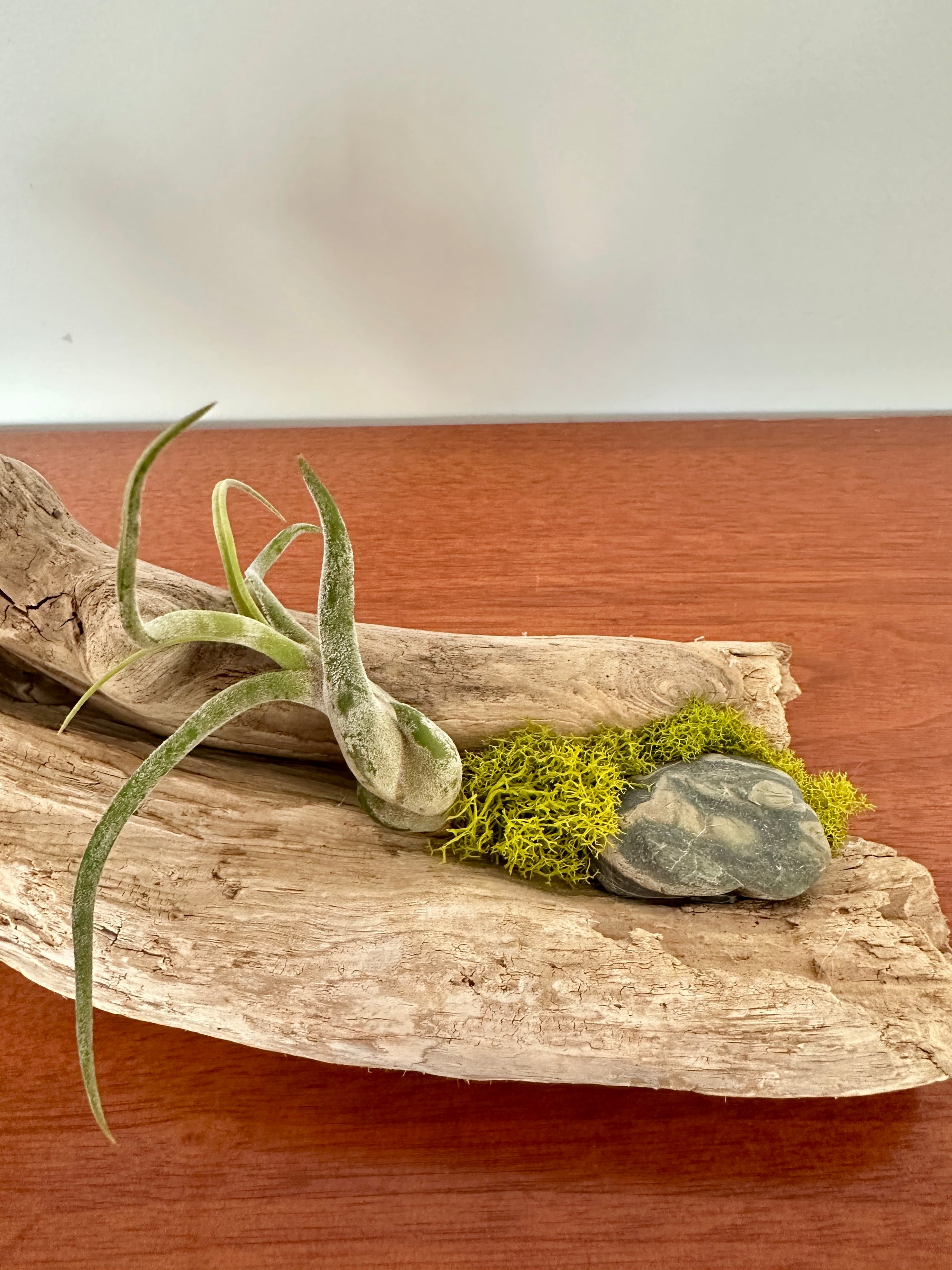 tillandsia sur bois de mer