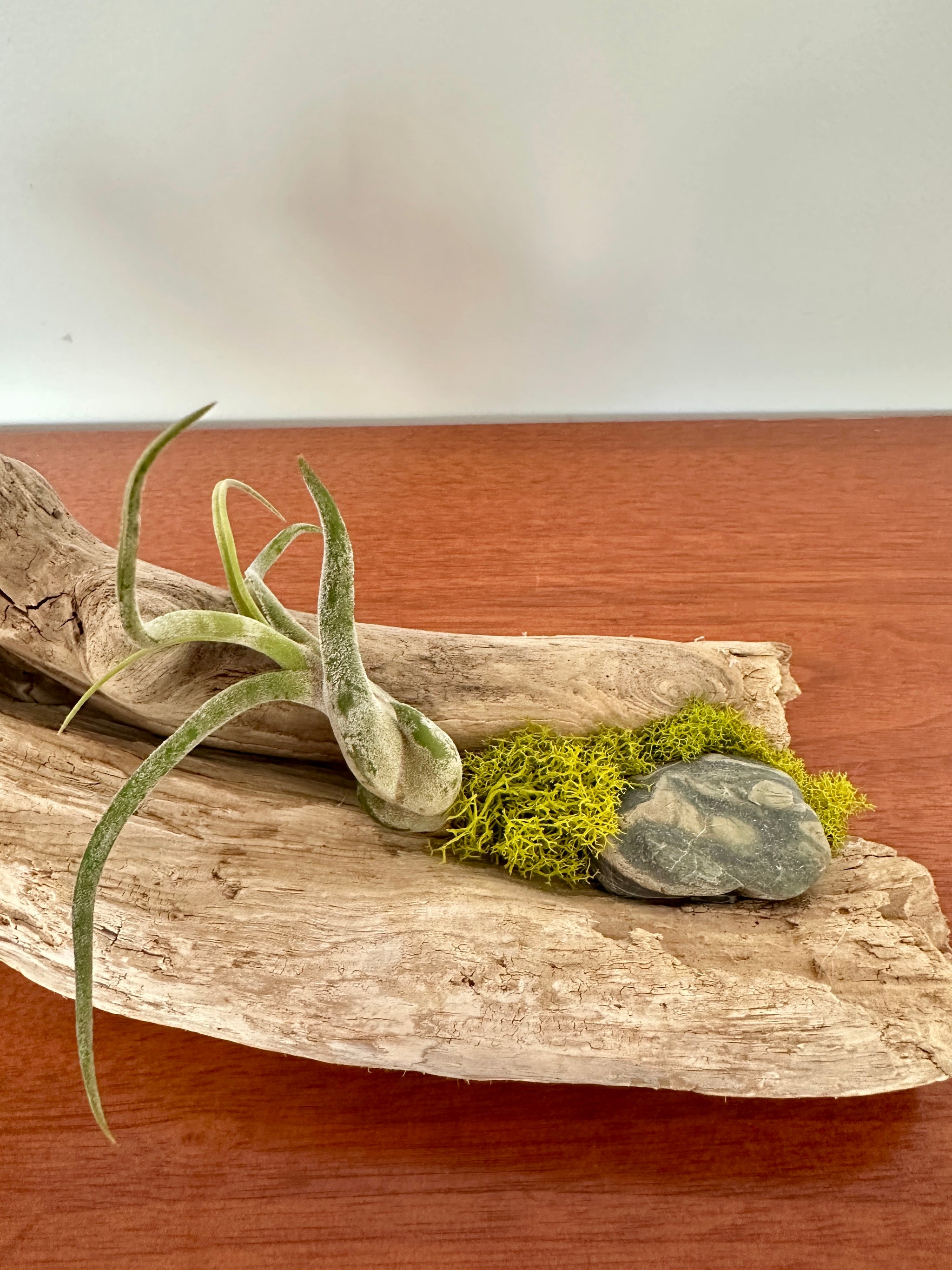 tillandsia sur bois de mer